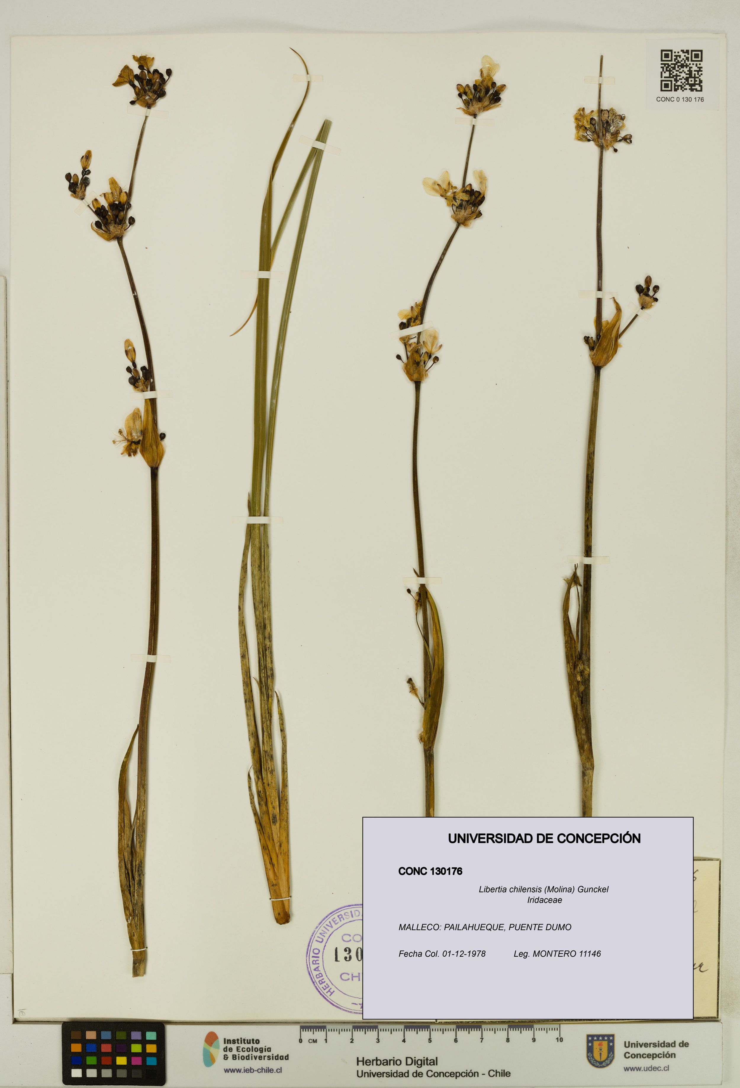 Libertia chilensis [Espécimen: ]