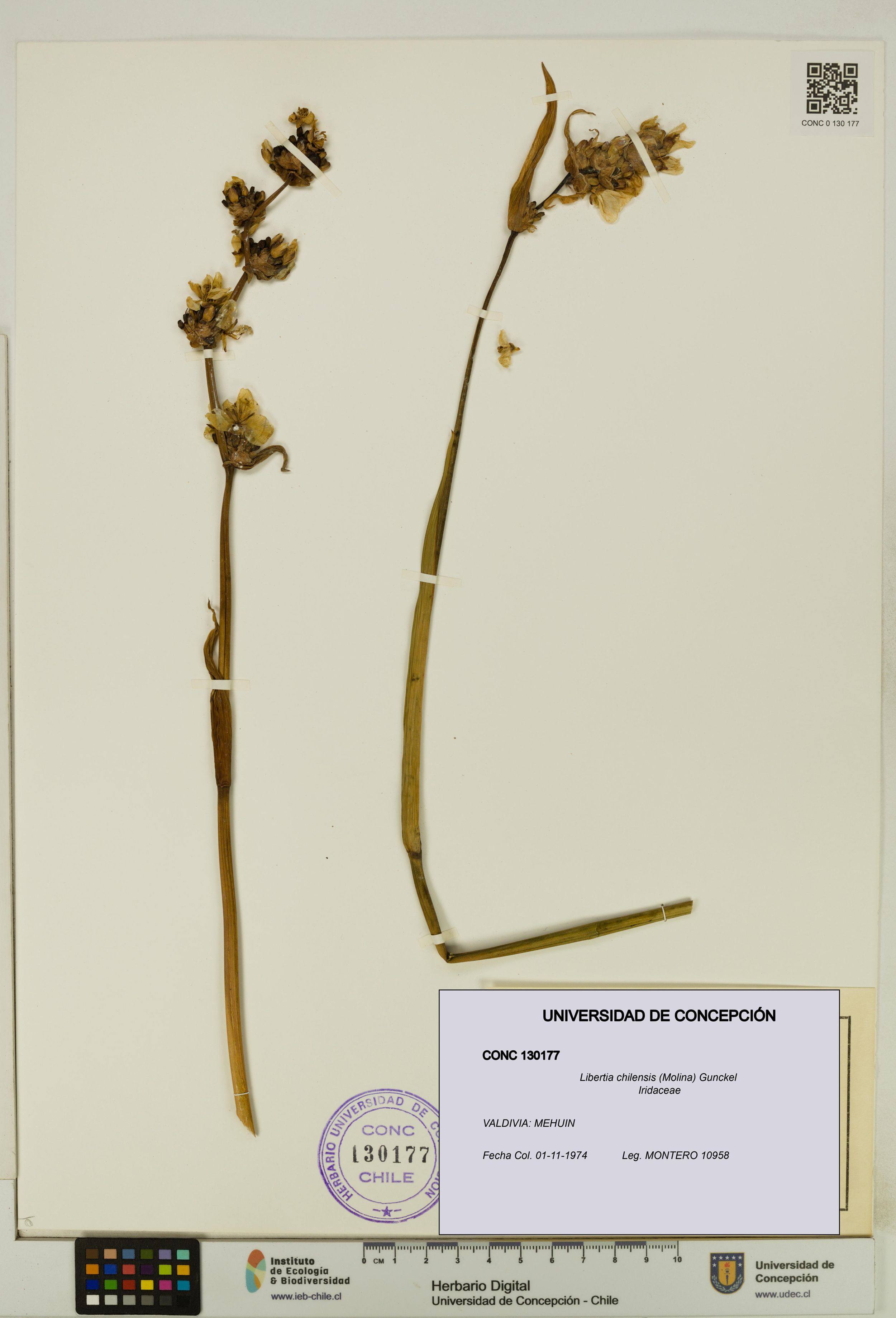 Libertia chilensis [Espécimen: ]
