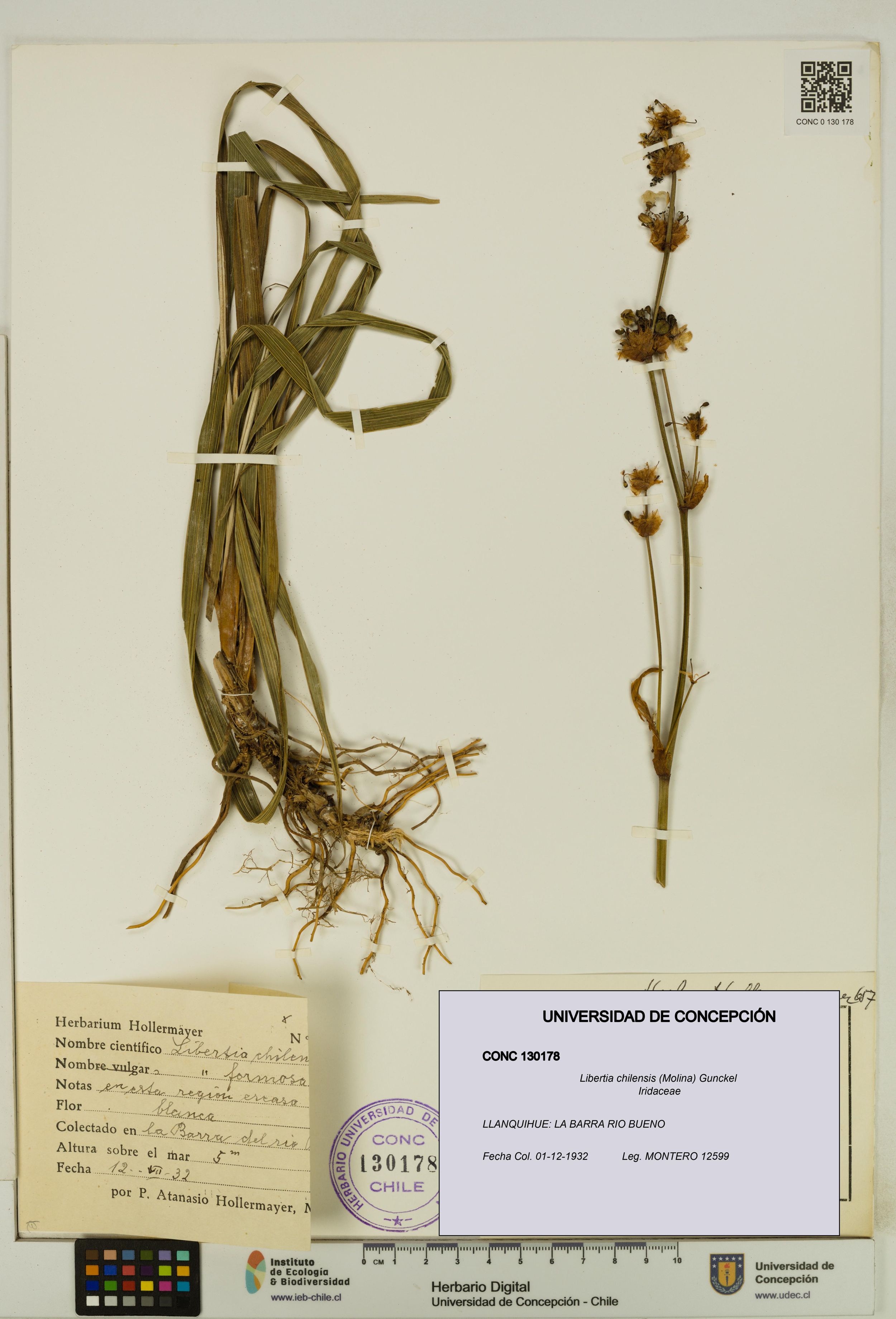 Libertia chilensis [Espécimen: ]