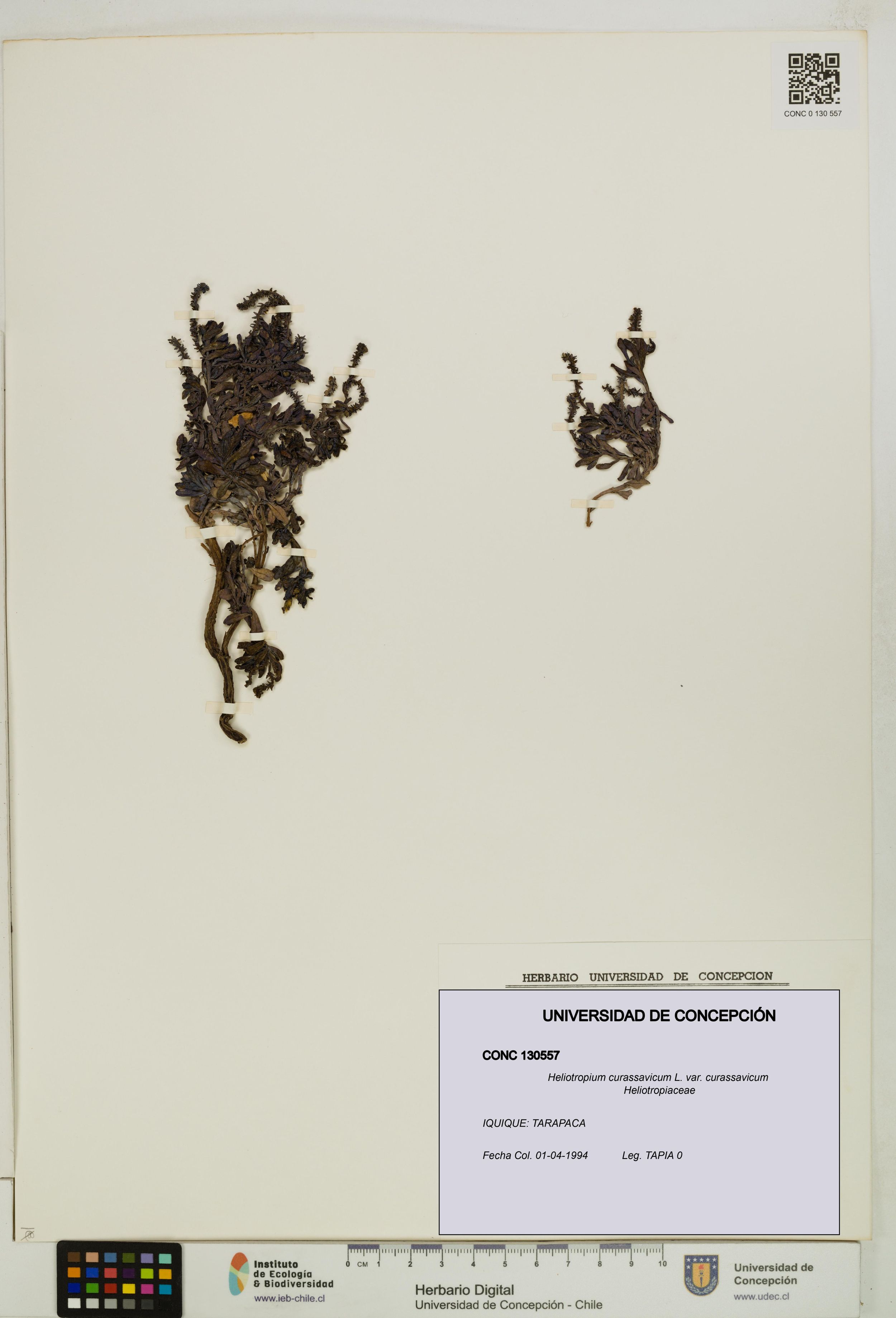 Heliotropium curassavicum var. curassavicum [Espécimen: ]