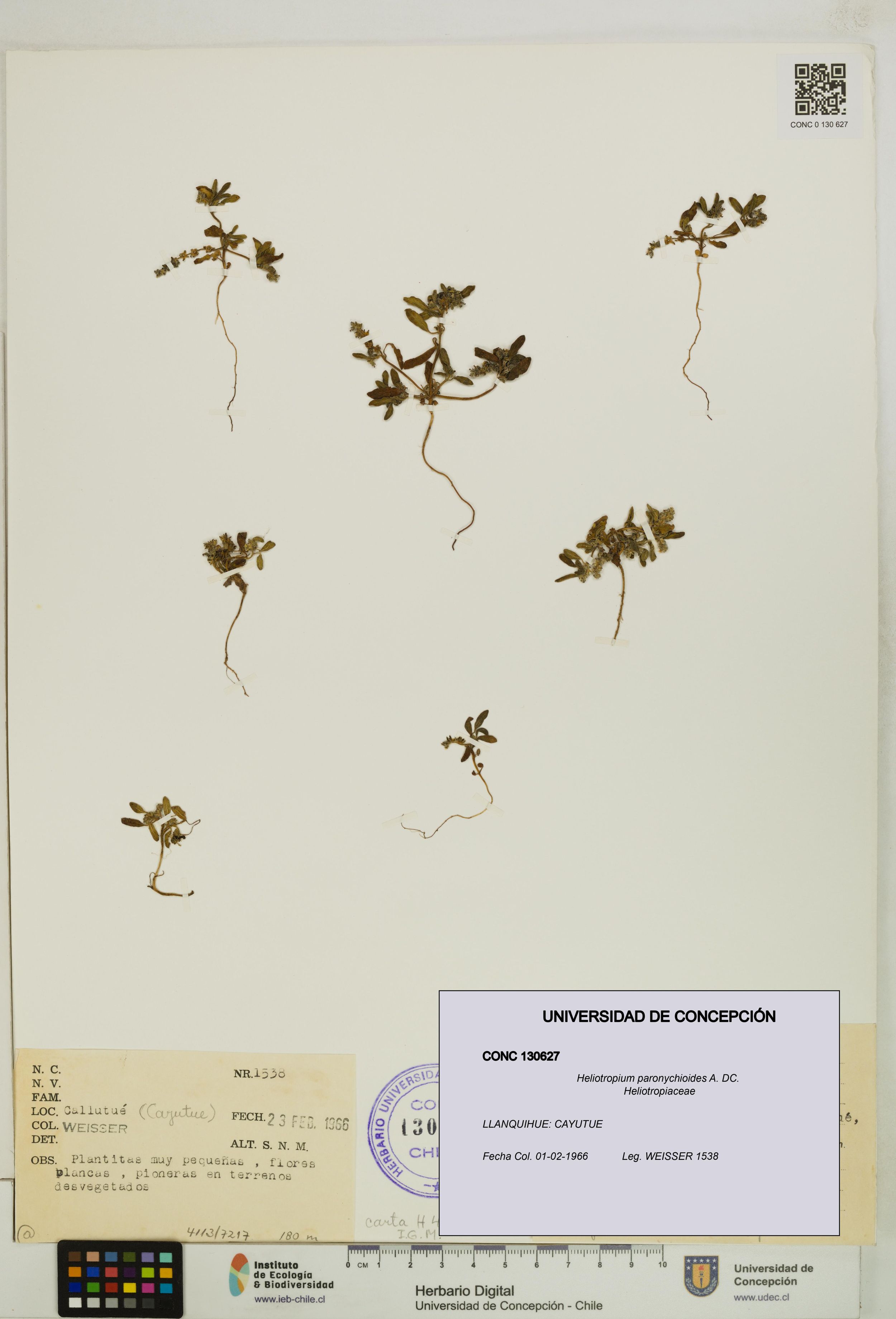 Heliotropium paronychioides [Espécimen: ]