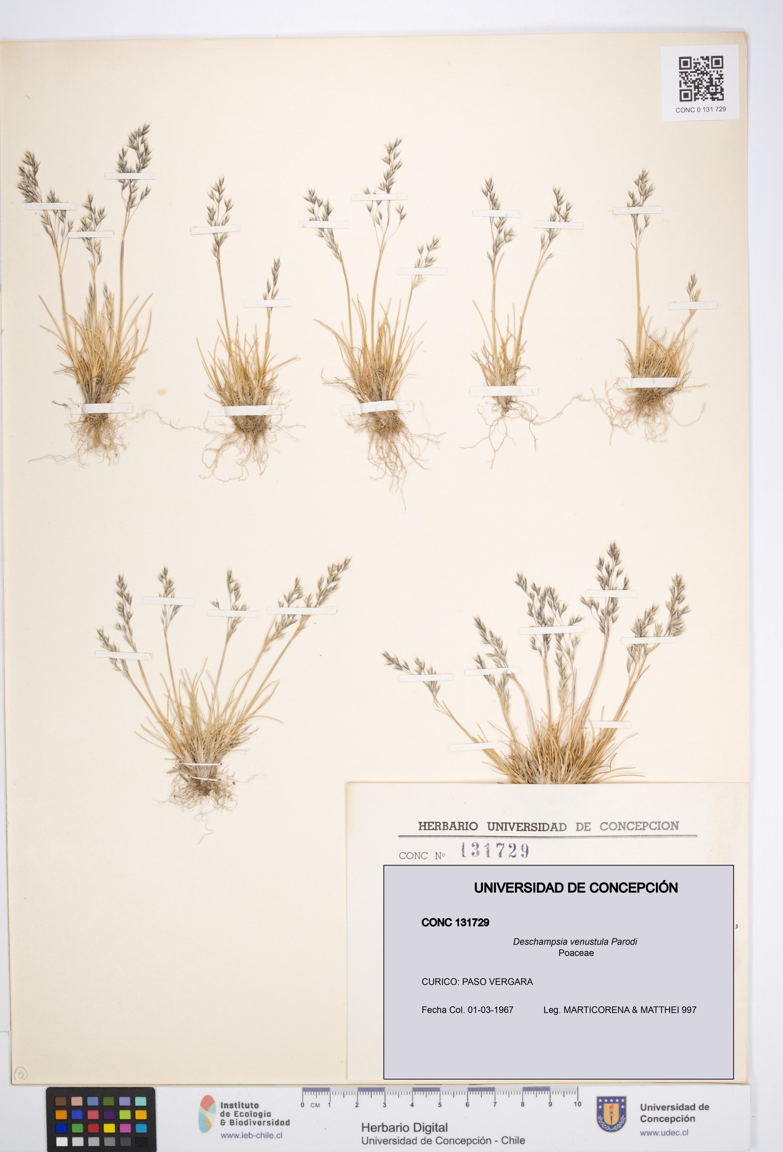 Deschampsia venustula [Espécimen: ]