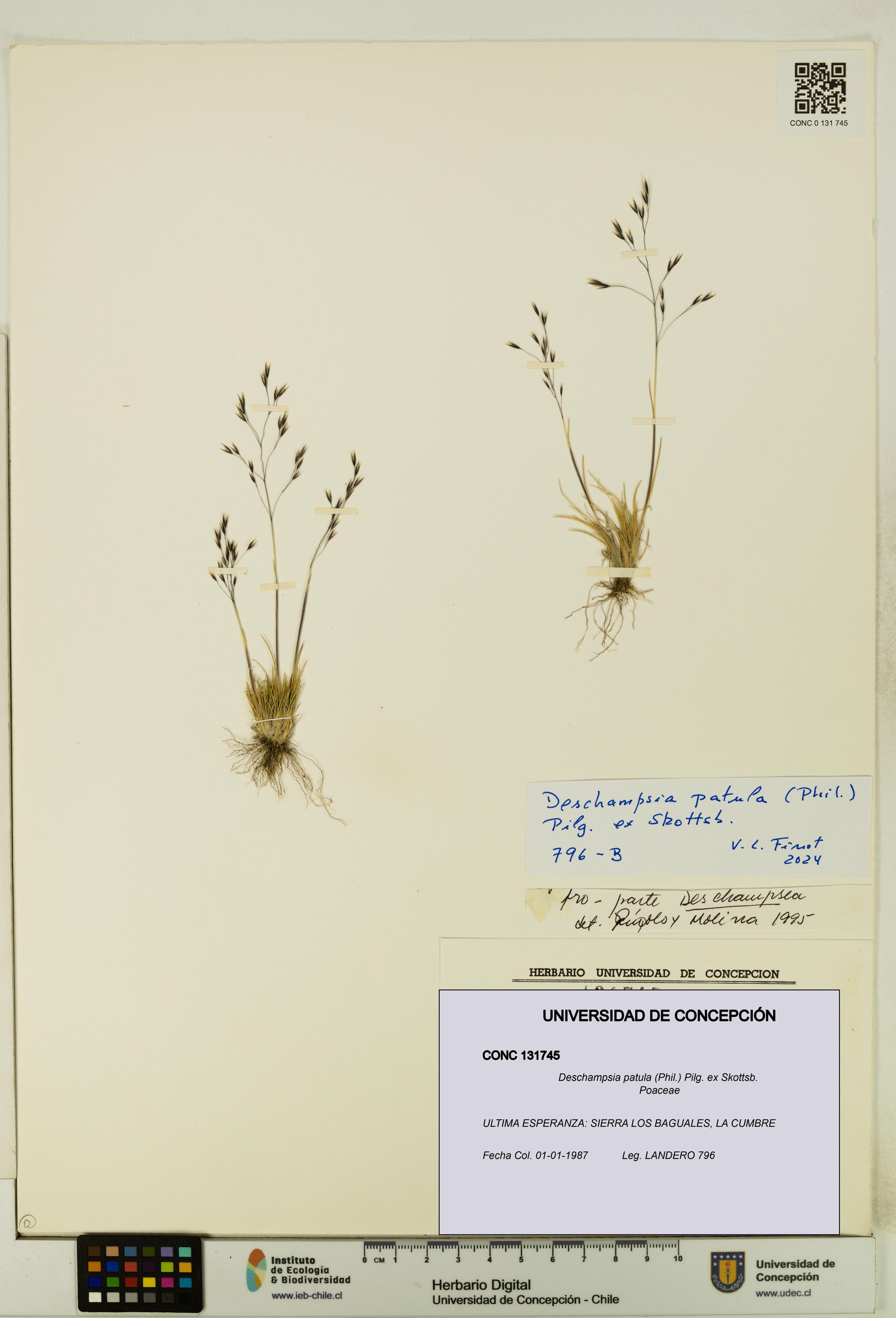 Deschampsia patula [Espécimen: ]