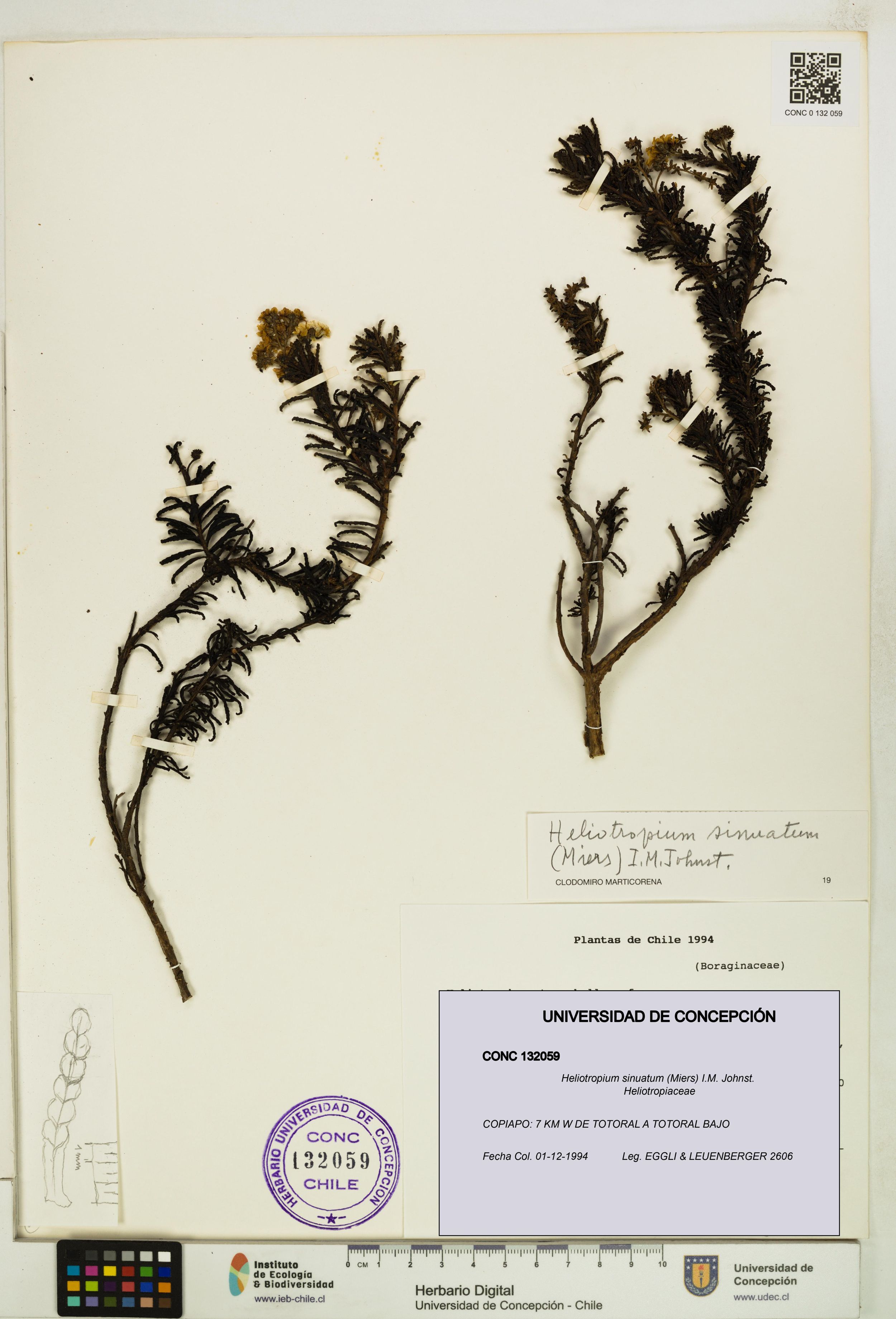 Heliotropium sinuatum [Espécimen: ]