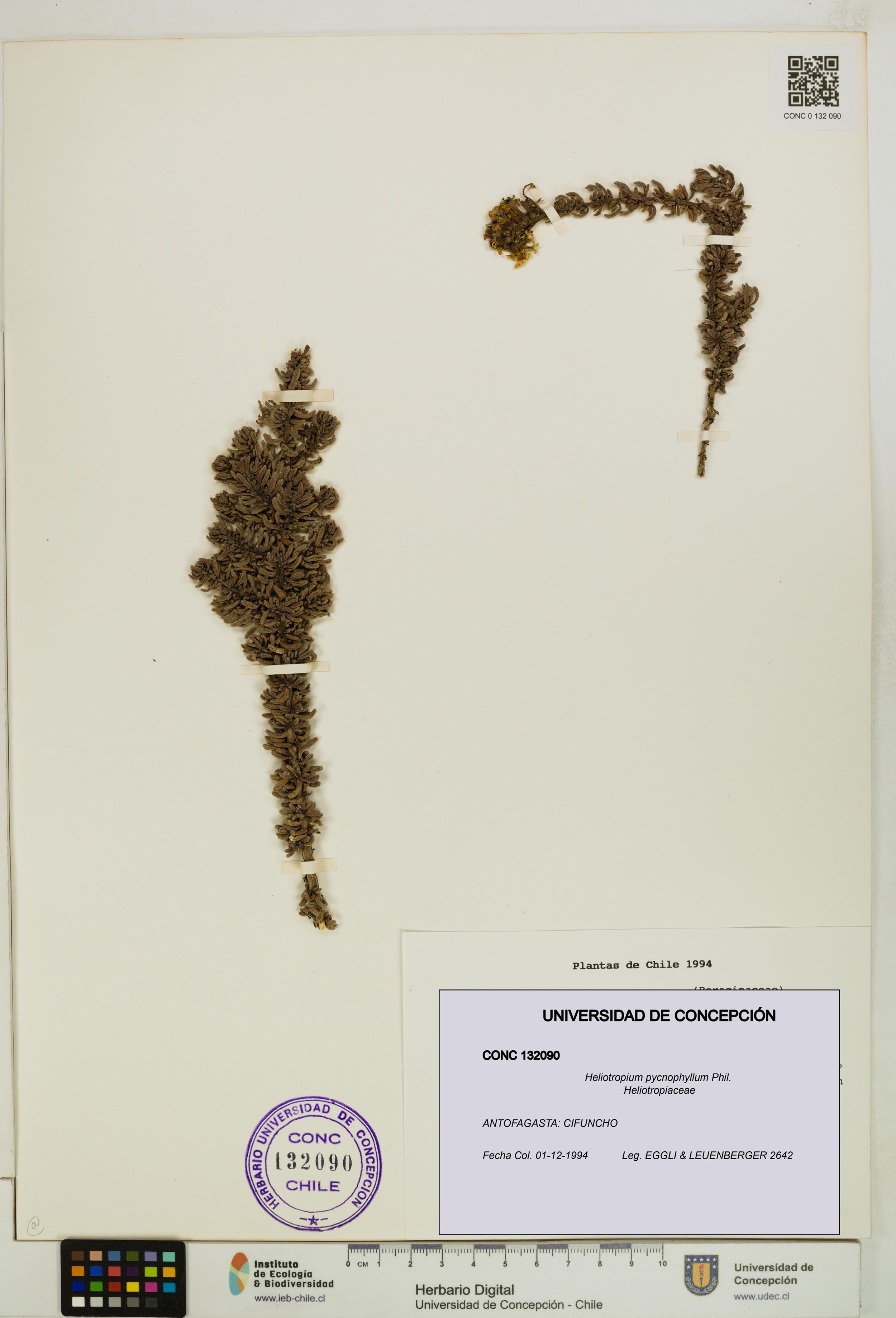 Heliotropium pycnophyllum [Espécimen: ]