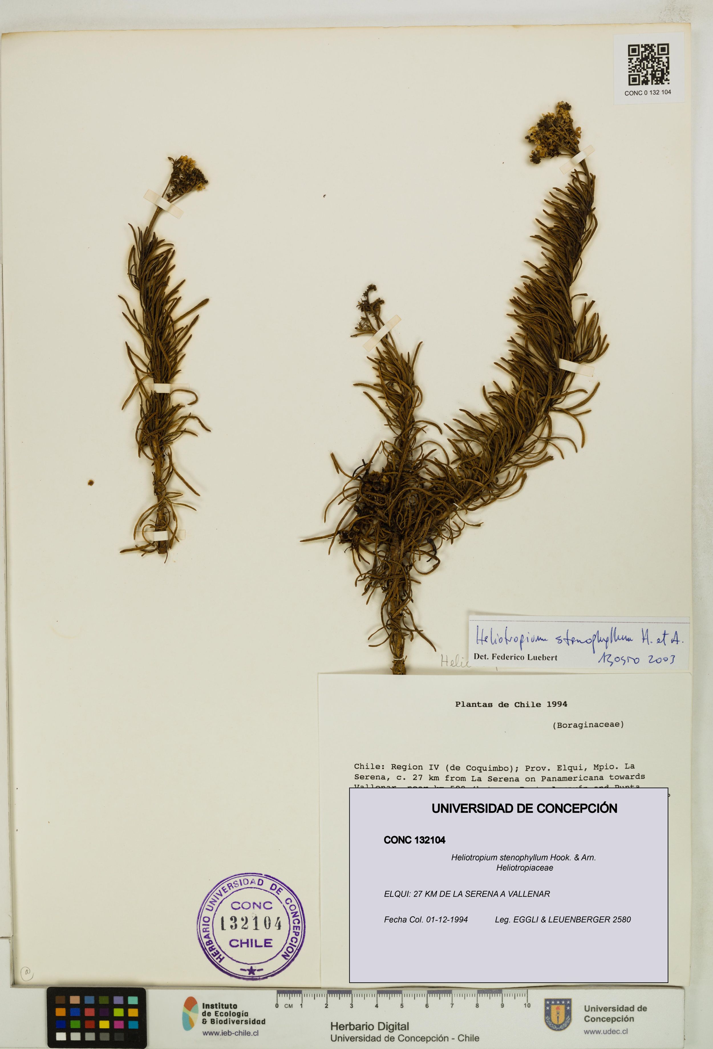 Heliotropium stenophyllum [Espécimen: ]