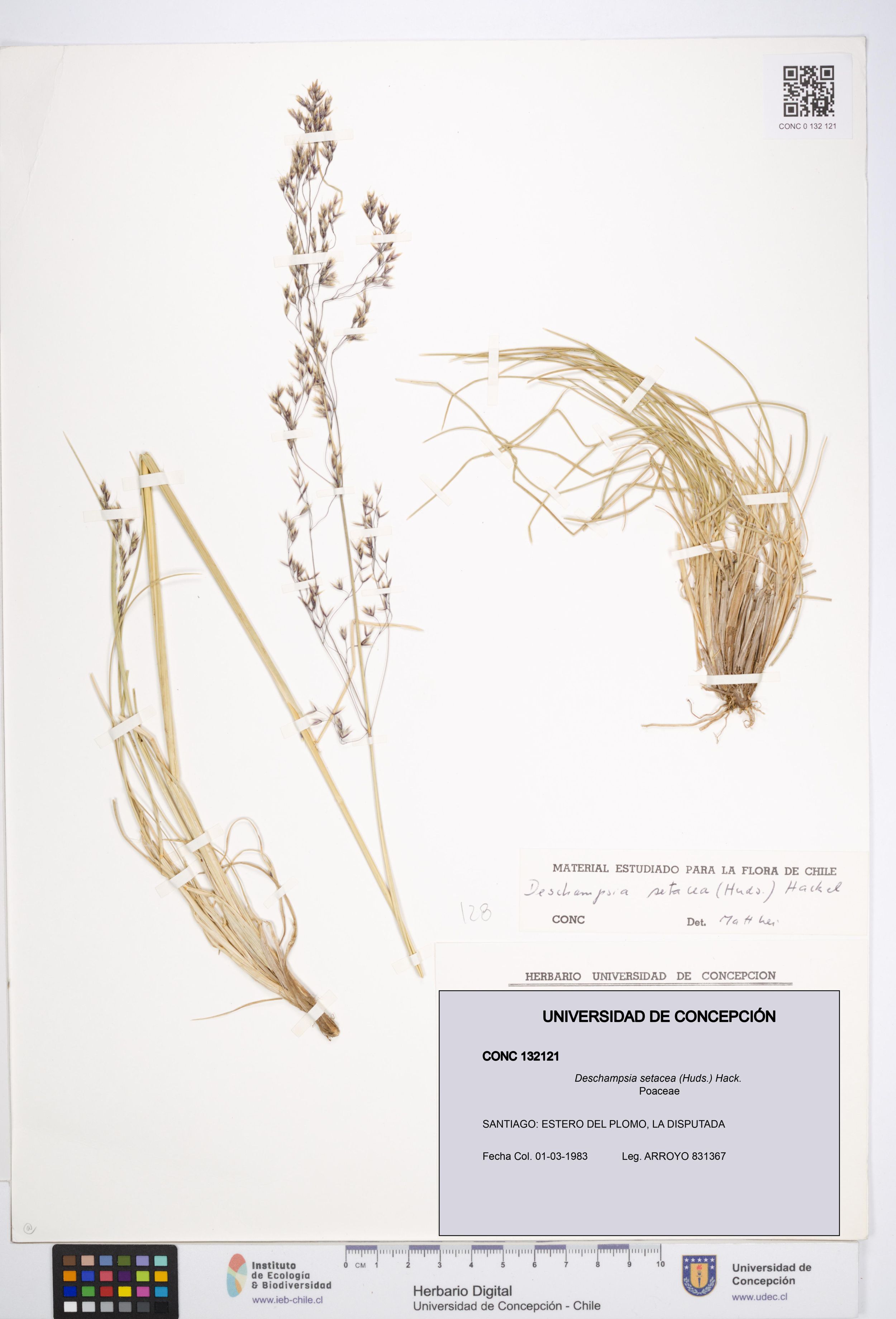 Deschampsia setacea [Espécimen: ]