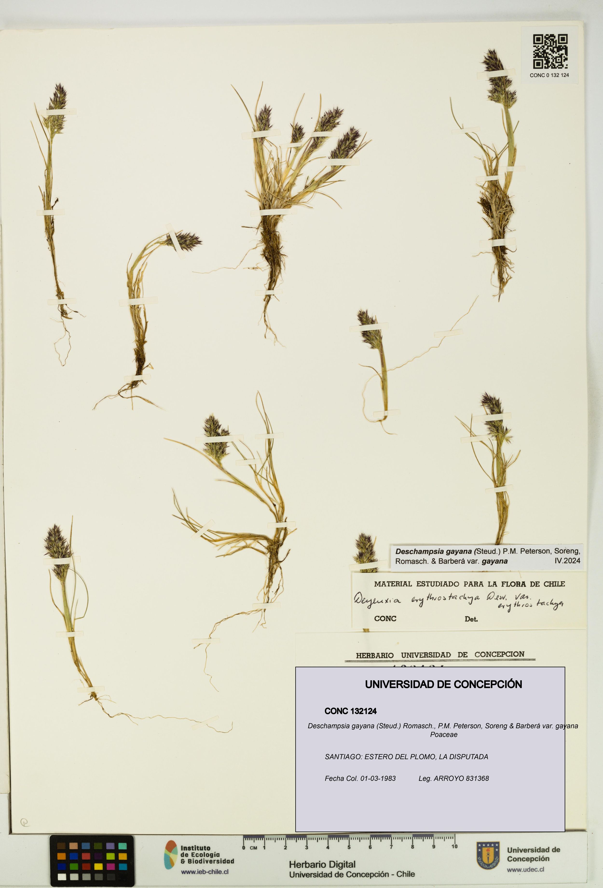 Deschampsia gayana var. gayana [Espécimen: ]