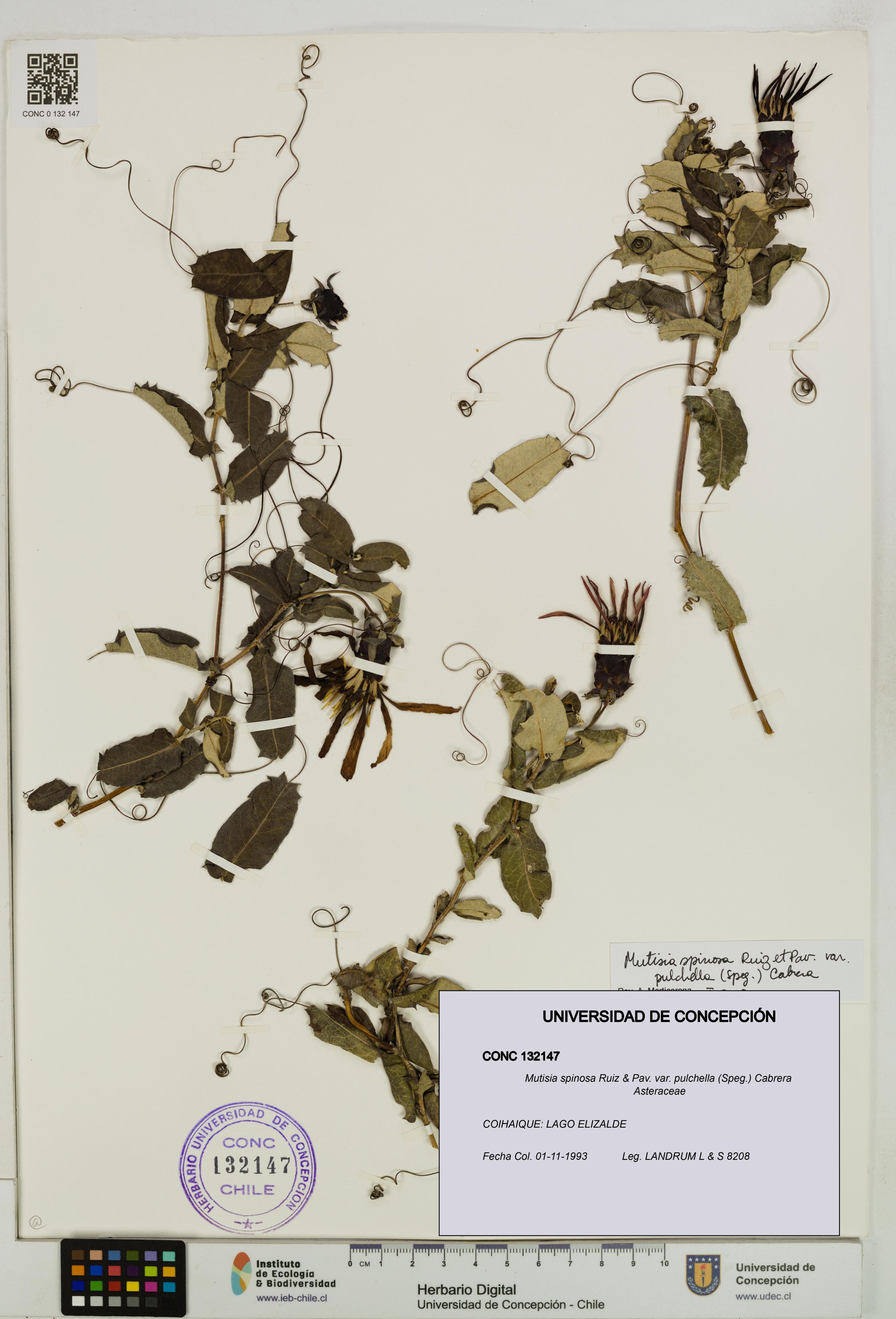 Mutisia spinosa var. pulchella [Espécimen: ]