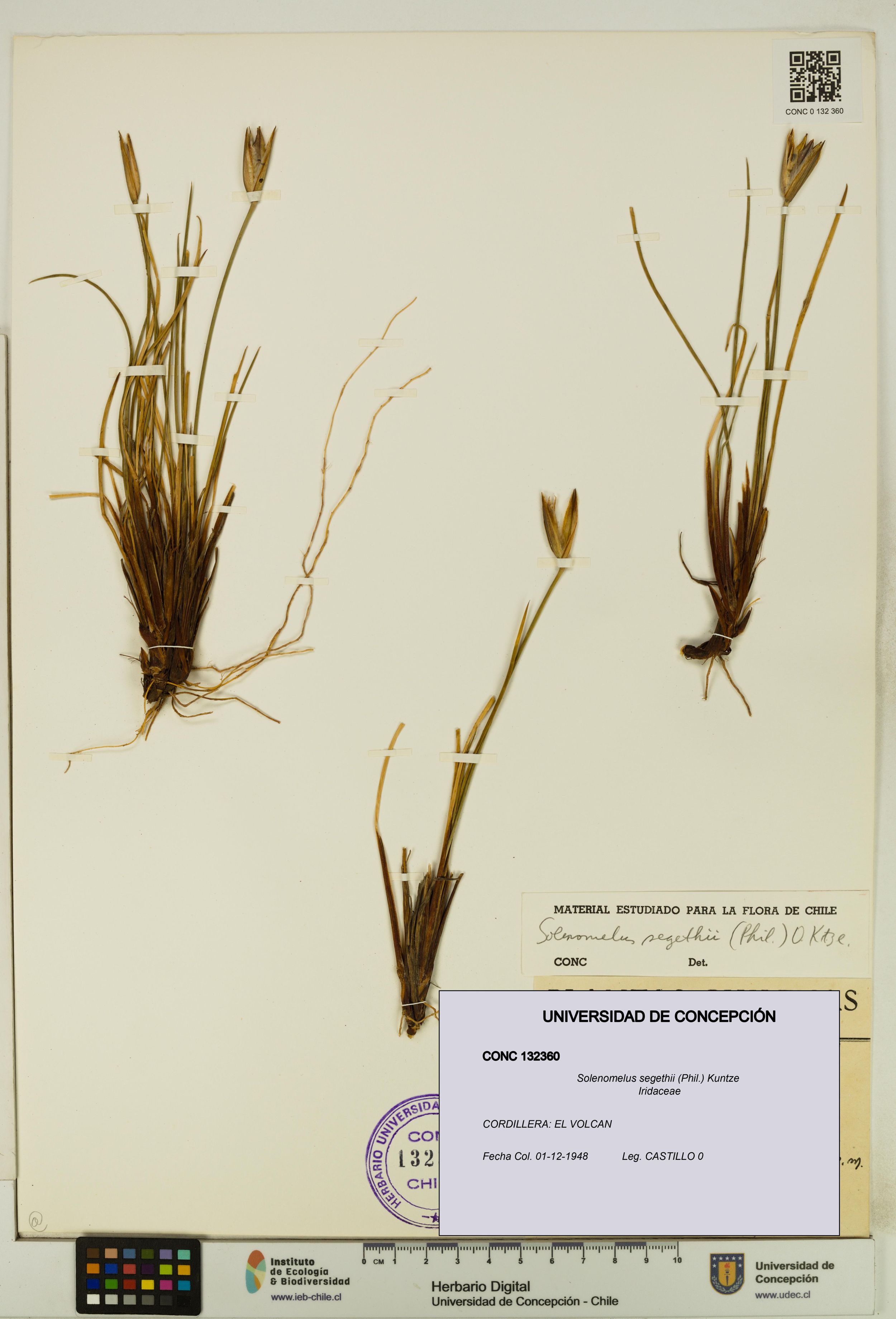 Solenomelus segethii [Espécimen: ]