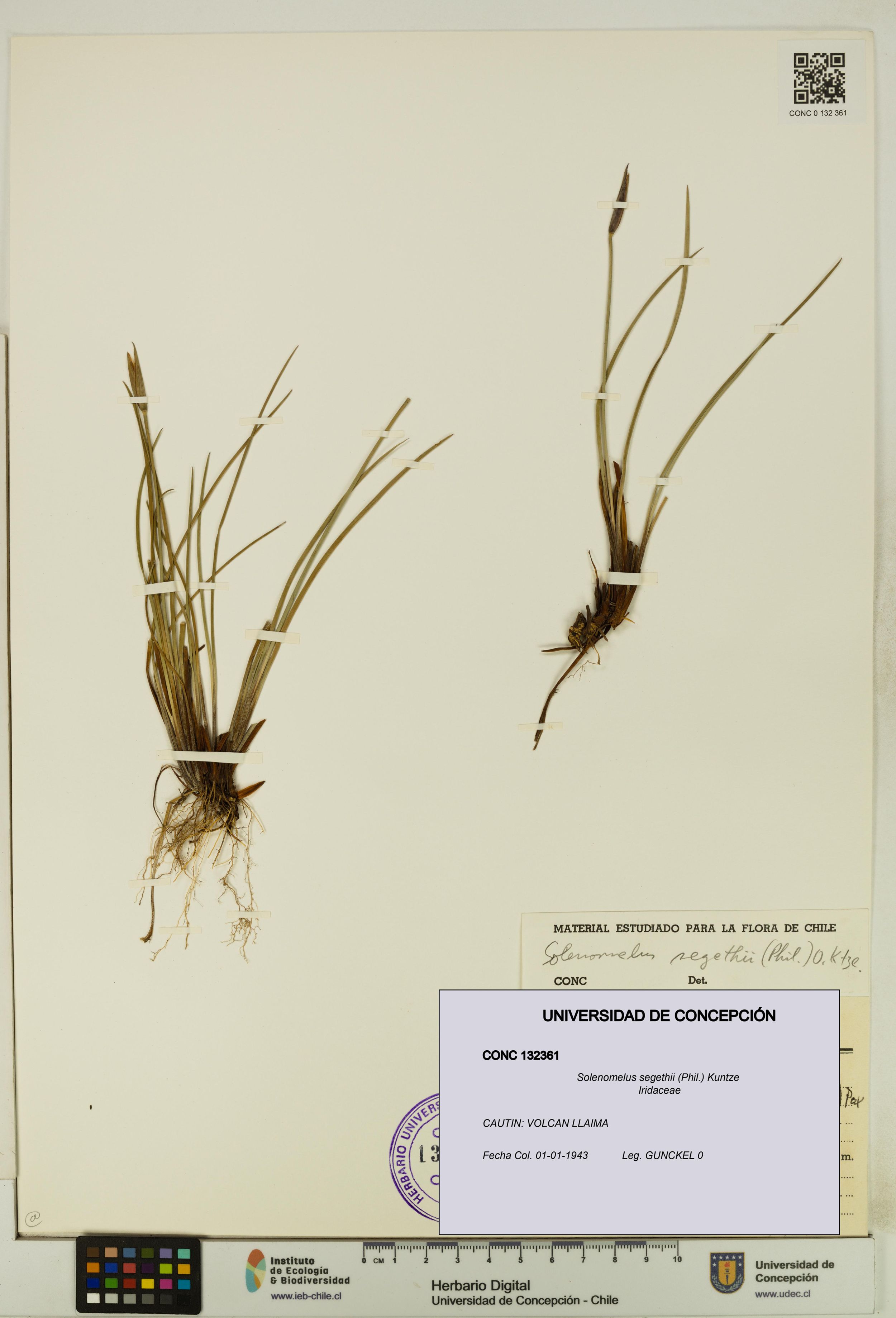 Solenomelus segethii [Espécimen: ]