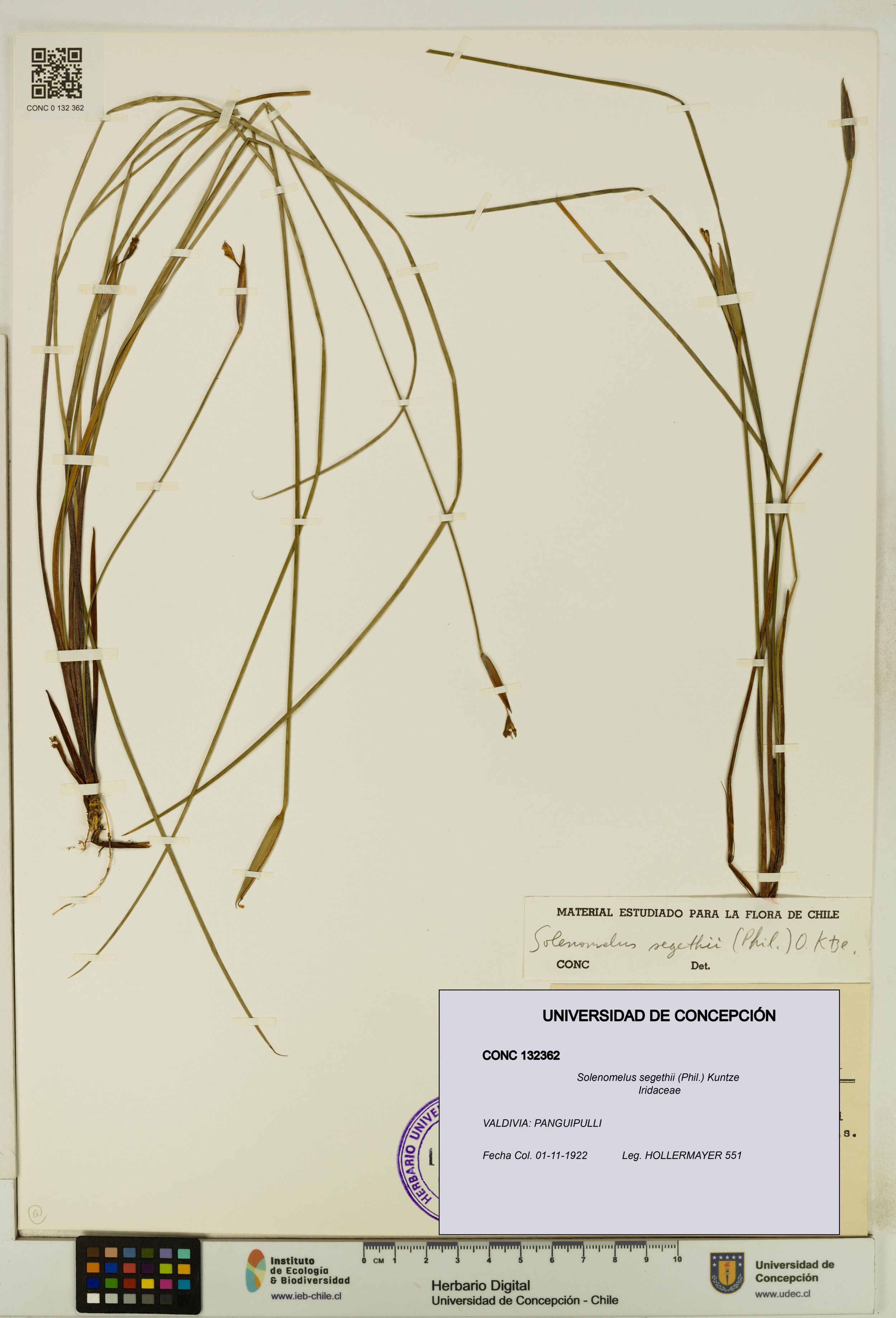 Solenomelus segethii [Espécimen: ]