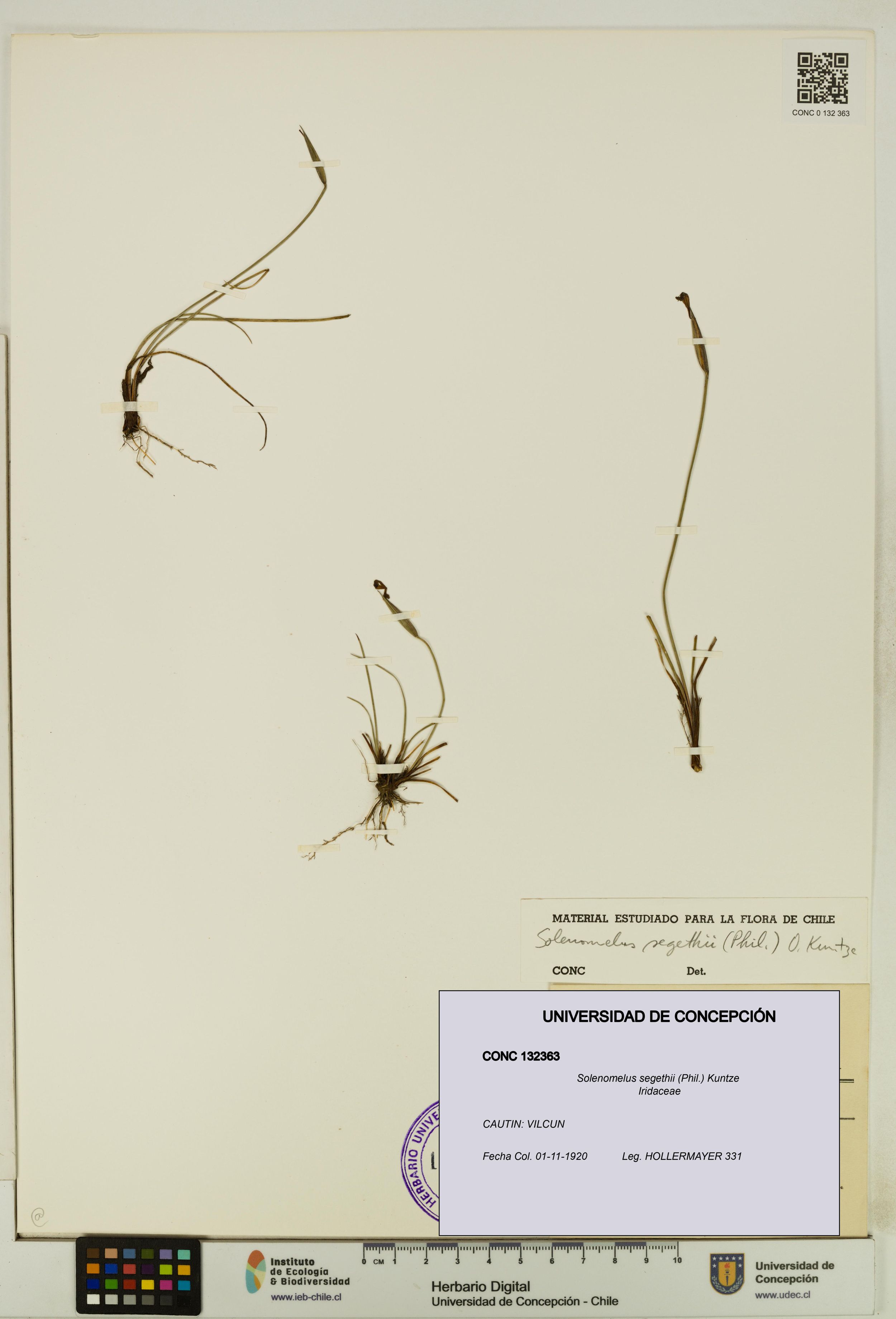 Solenomelus segethii [Espécimen: ]