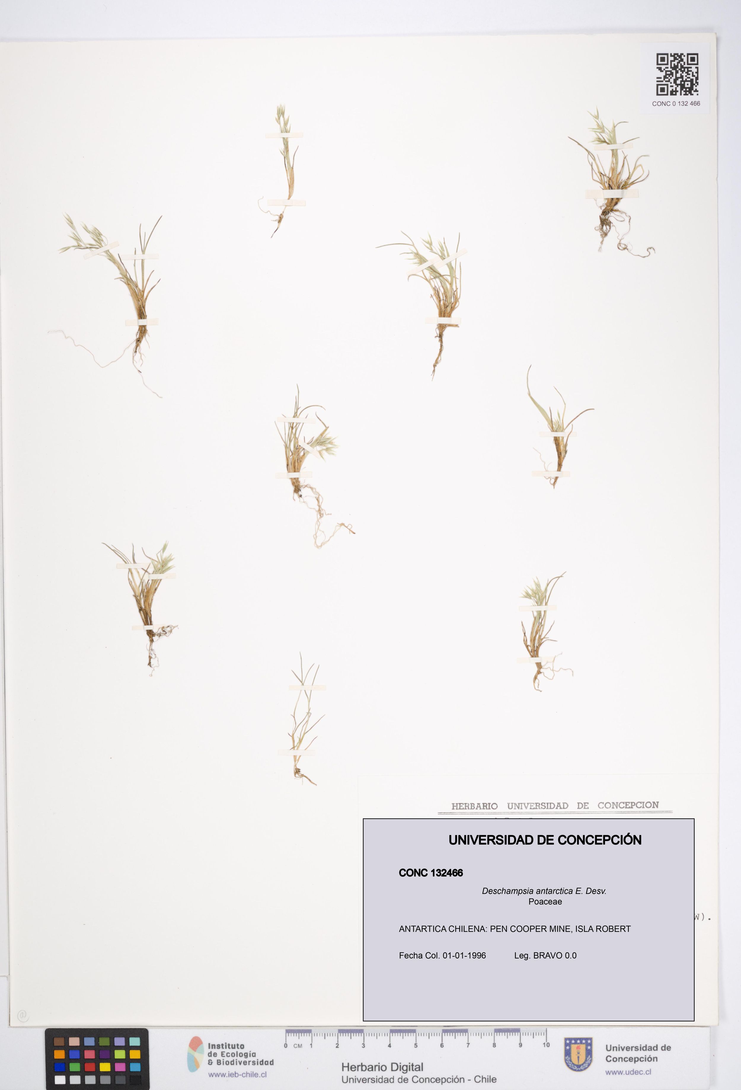 Deschampsia antarctica [Espécimen: ]