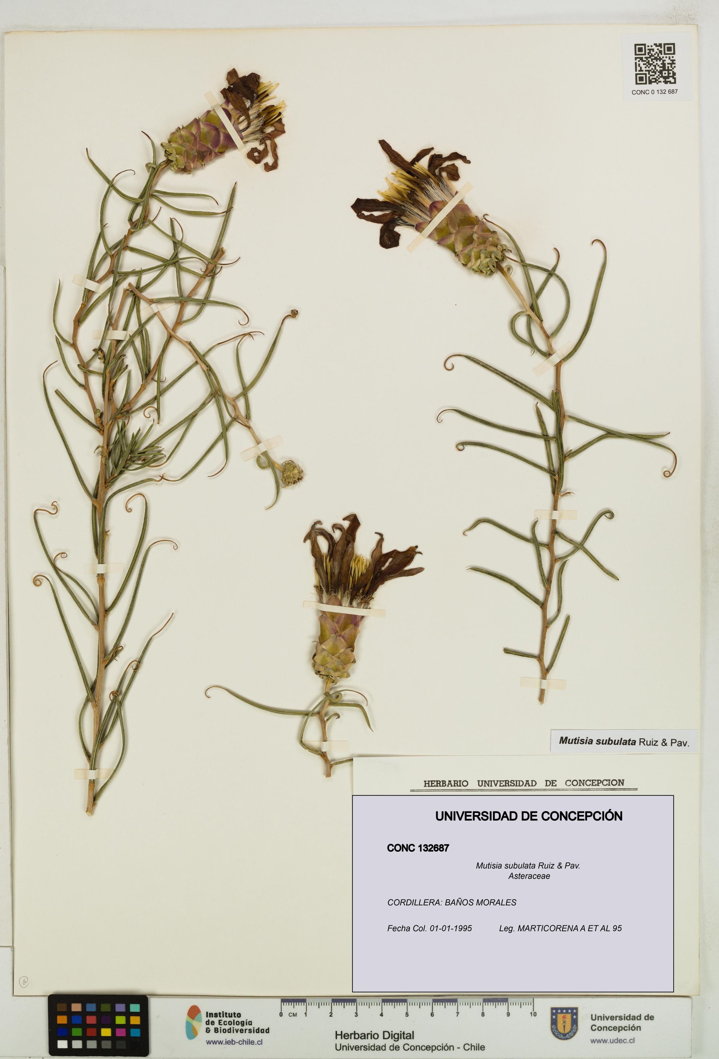 Mutisia subulata [Espécimen: ]