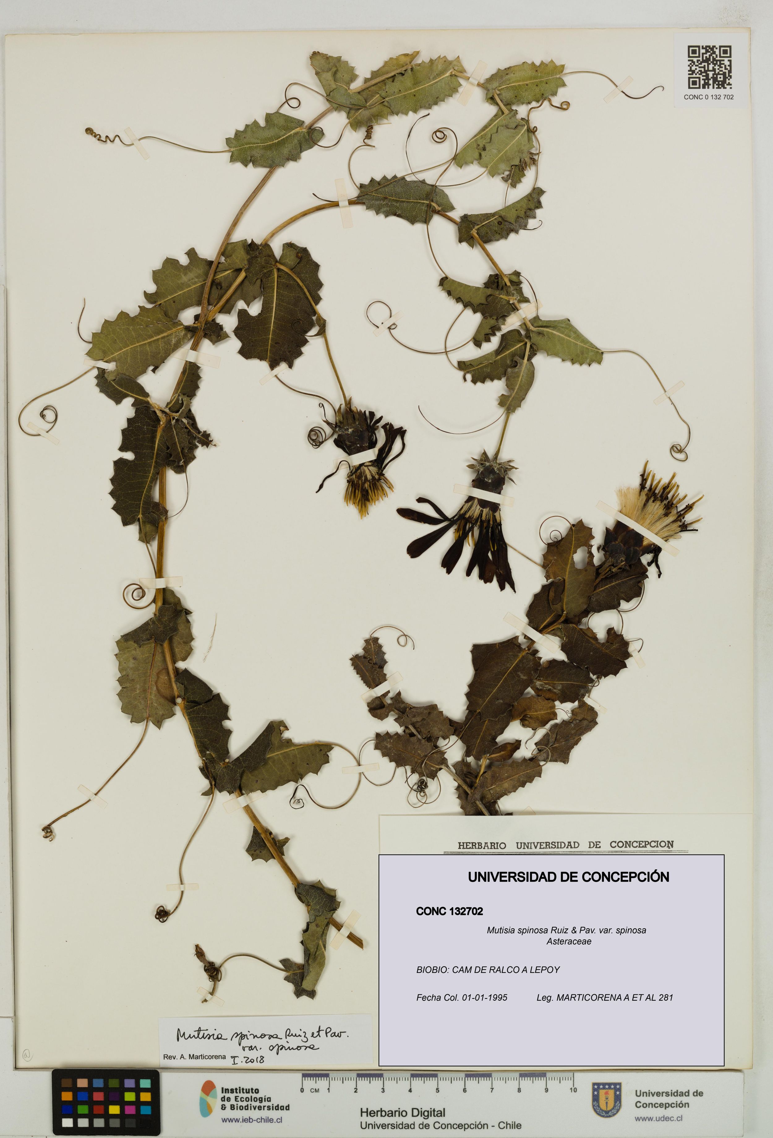 Mutisia spinosa var. spinosa [Espécimen: ]