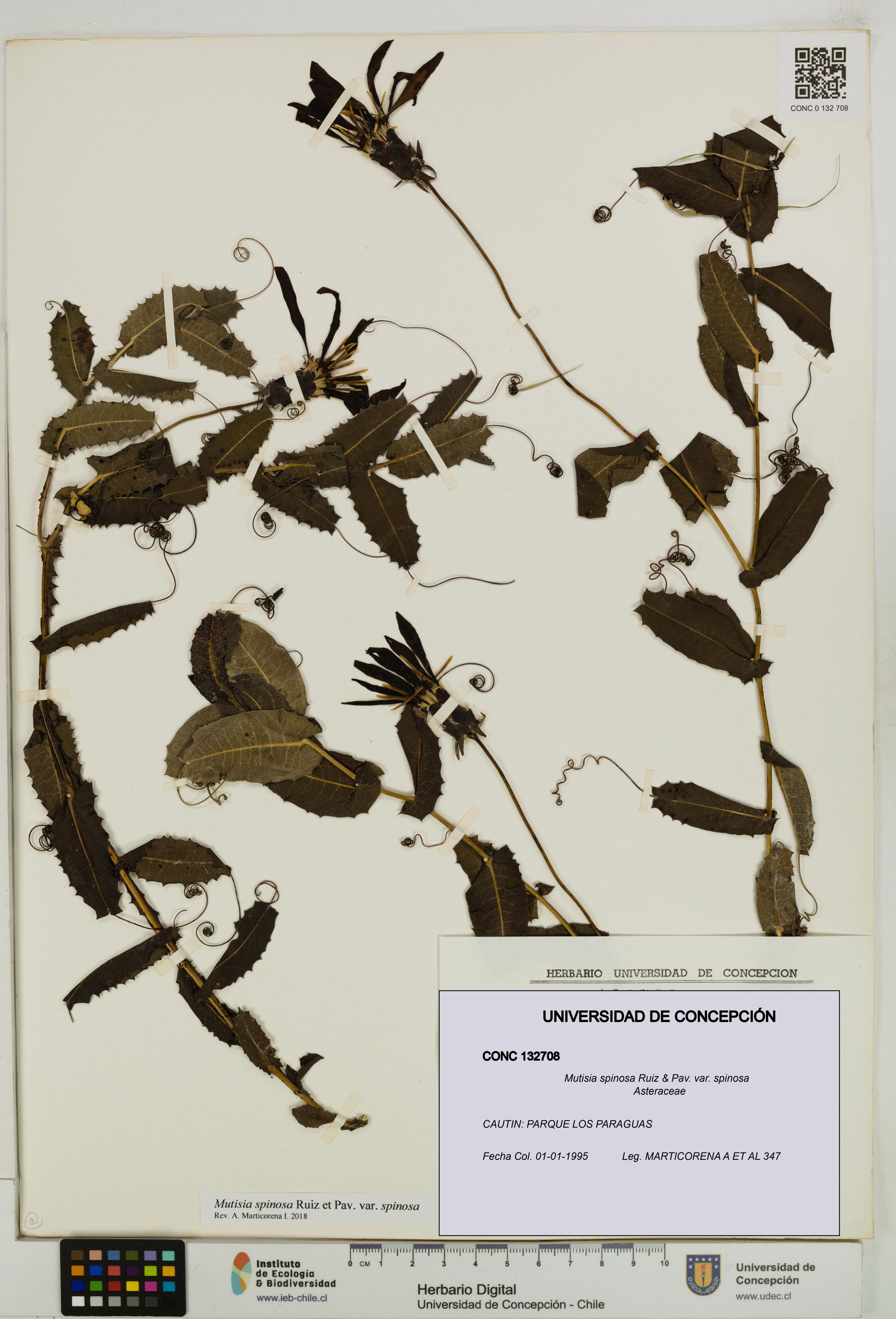 Mutisia spinosa var. spinosa [Espécimen: ]
