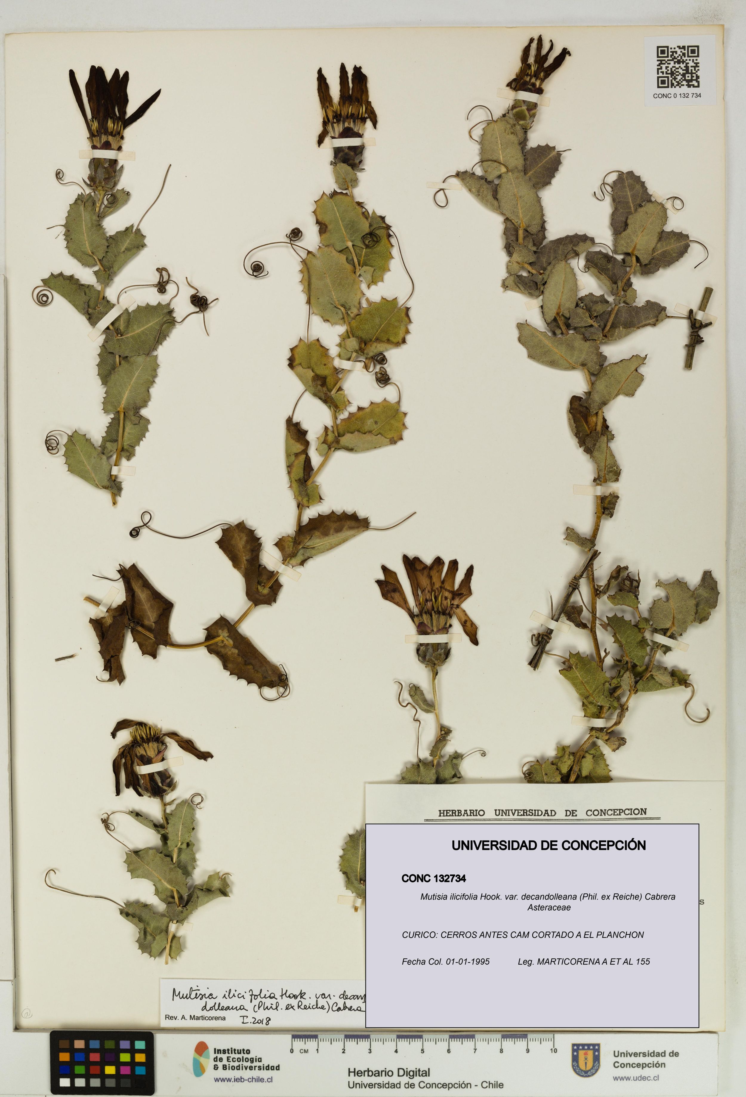 Mutisia ilicifolia var. decandolleana [Espécimen: ]