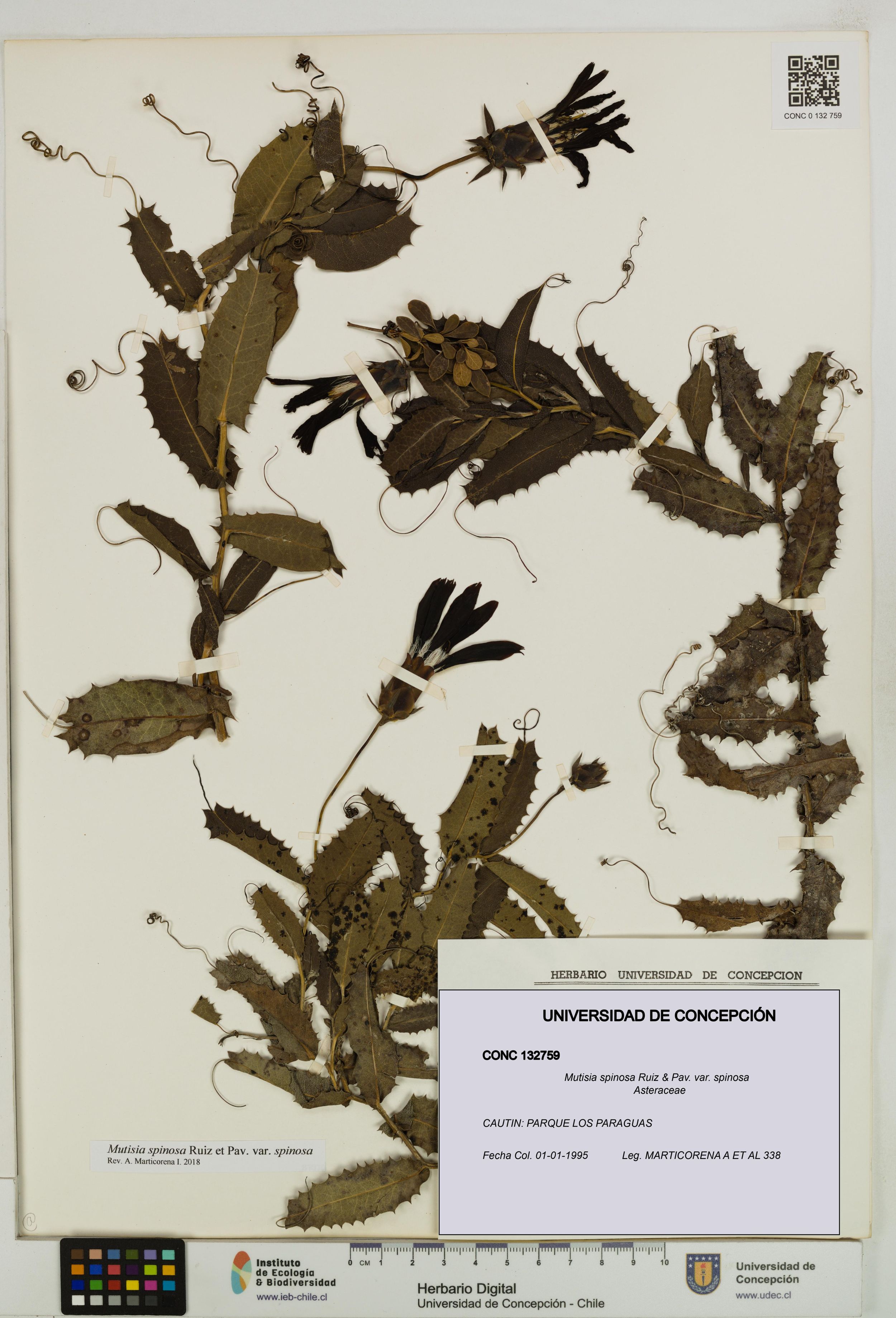 Mutisia spinosa var. spinosa [Espécimen: ]