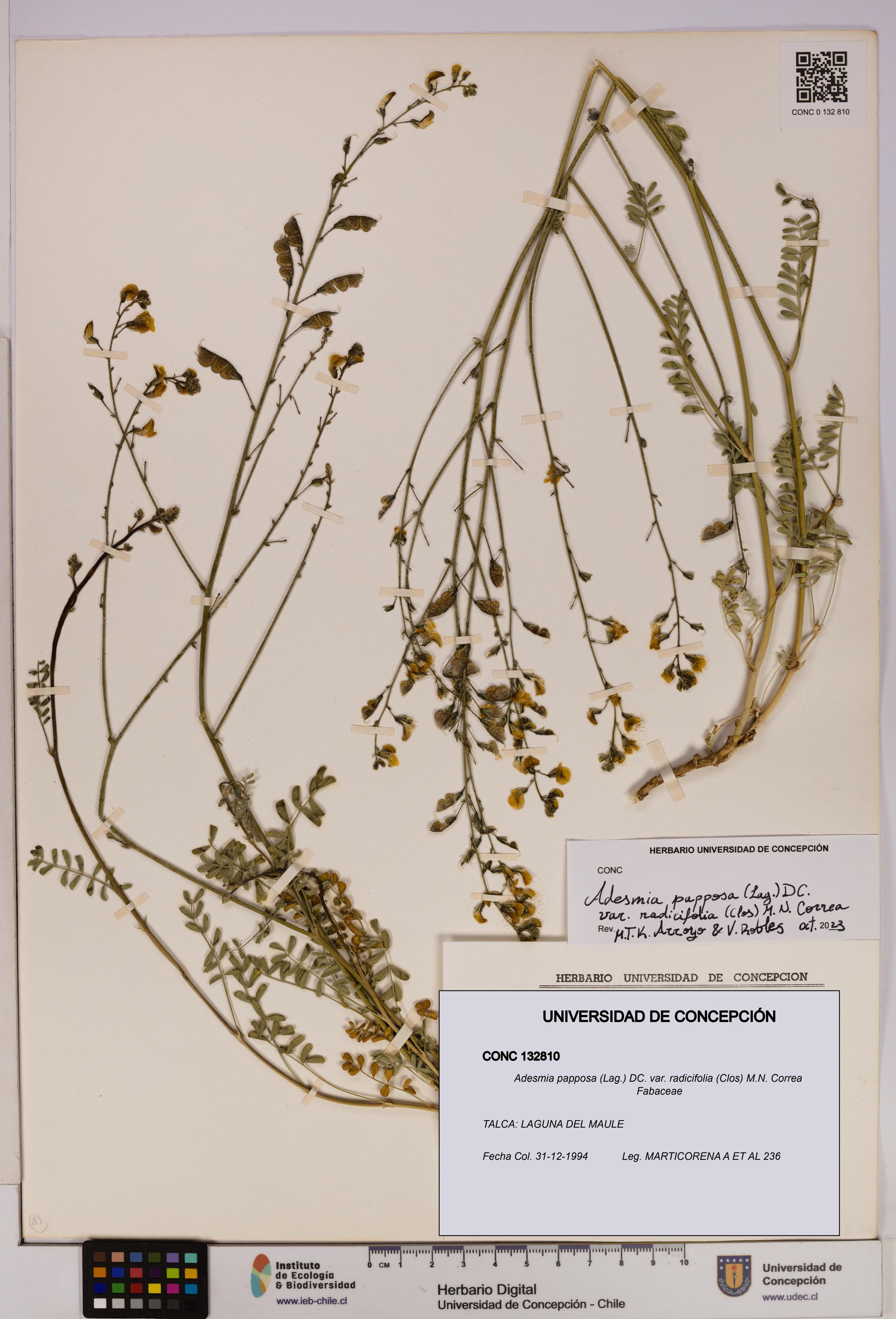 Adesmia papposa var. radicifolia [Espécimen: ]
