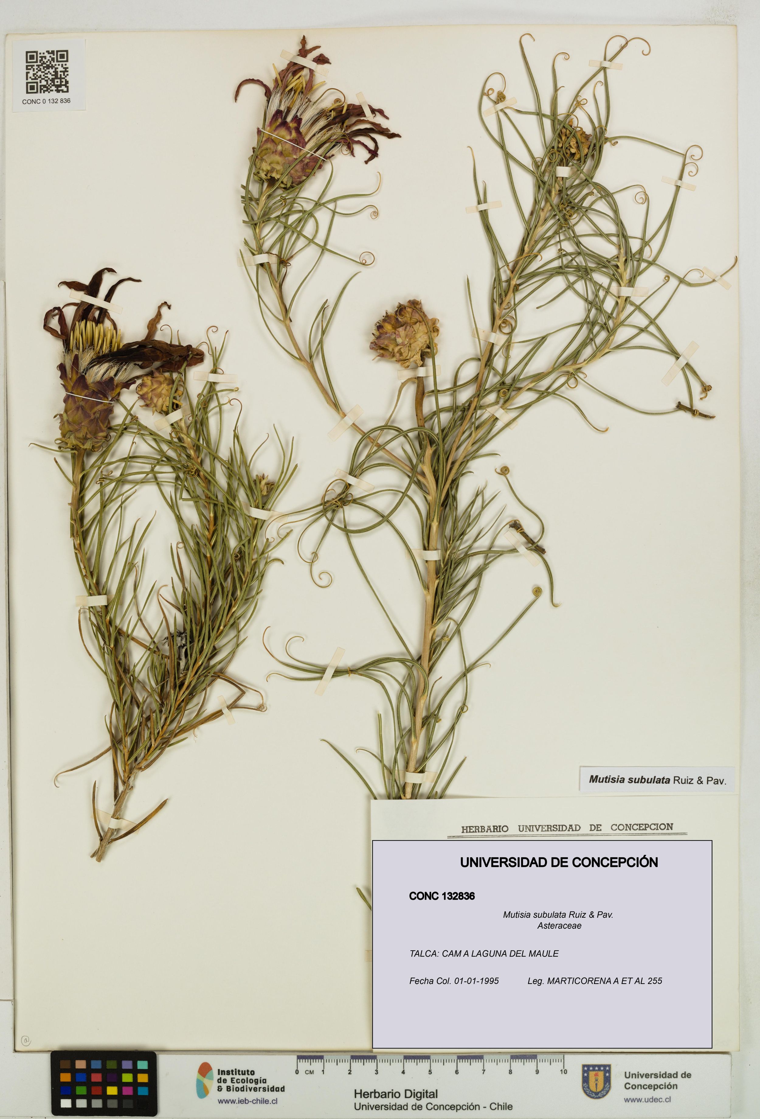 Mutisia subulata [Espécimen: ]