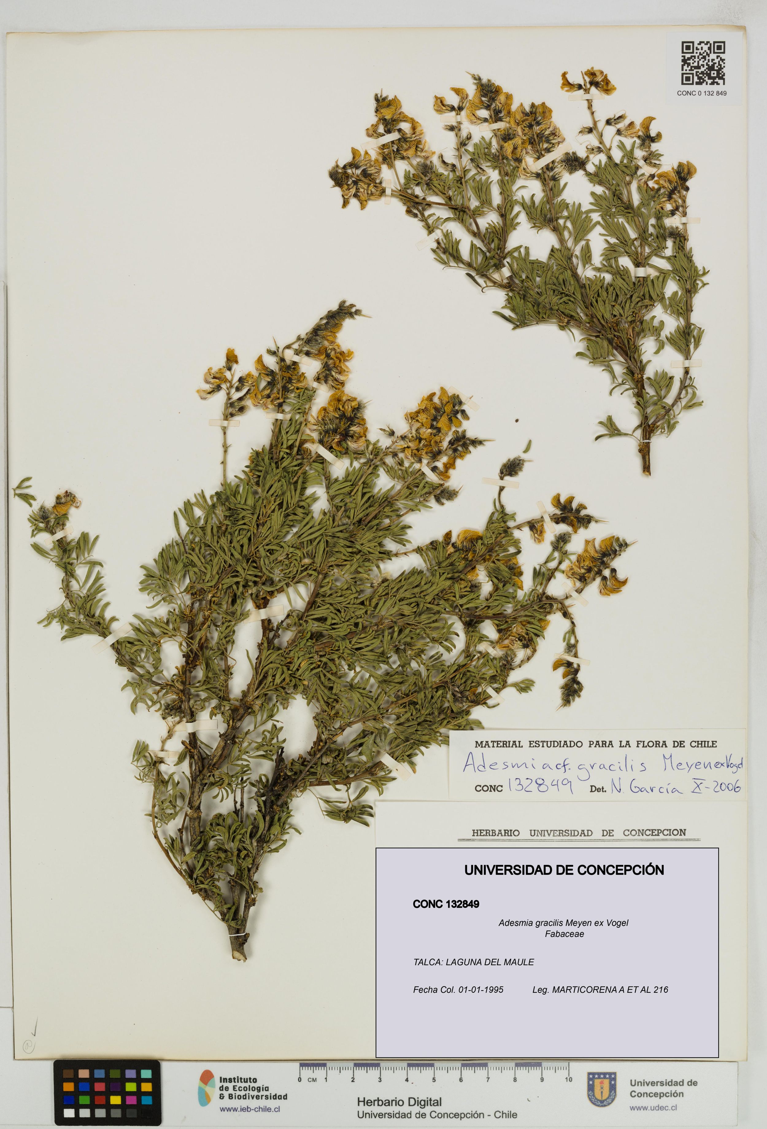 Adesmia gracilis [Espécimen: ]
