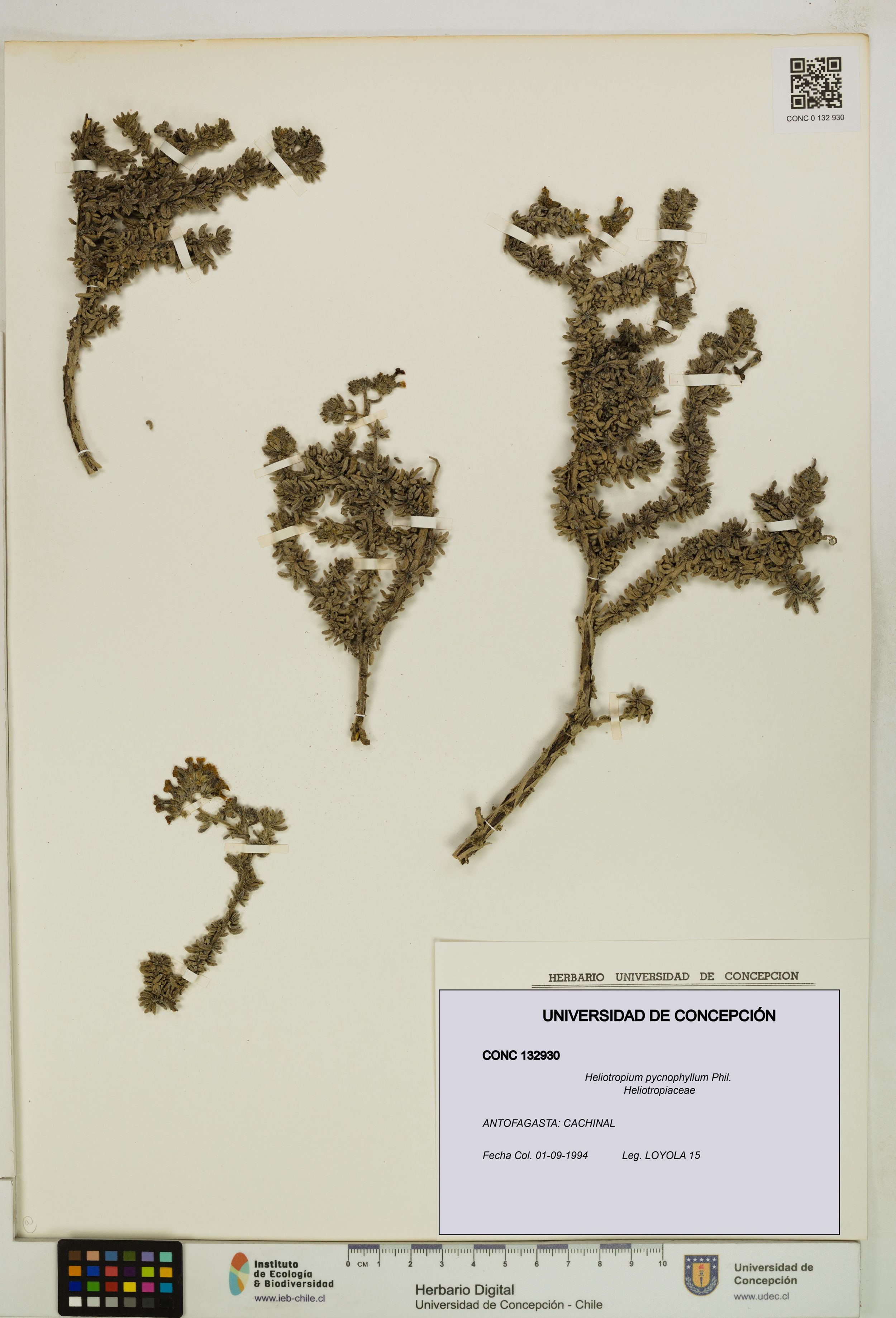 Heliotropium pycnophyllum [Espécimen: ]