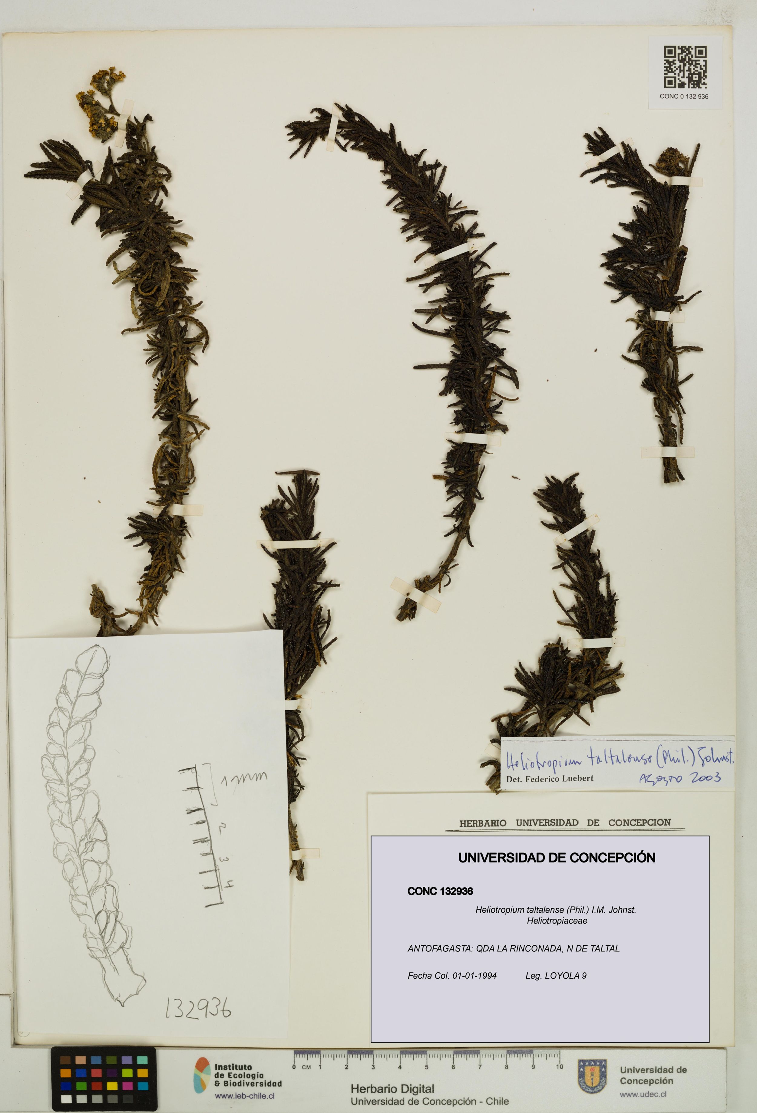 Heliotropium taltalense [Espécimen: ]