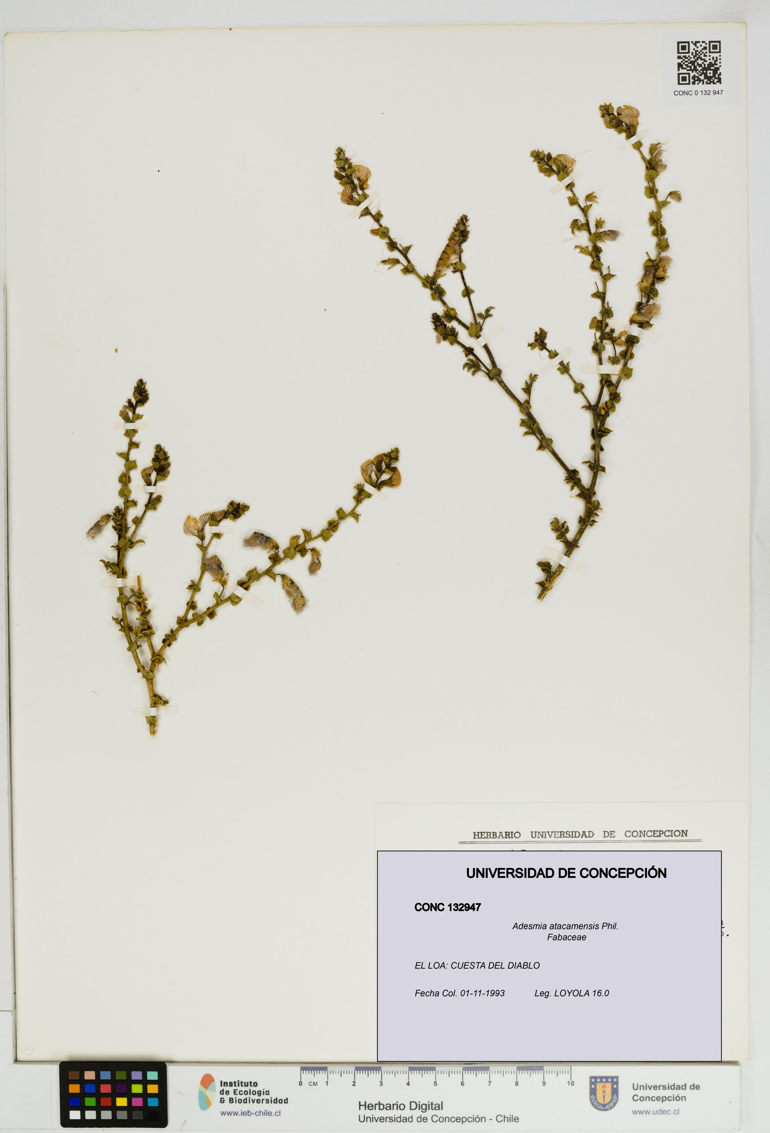 Adesmia atacamensis [Espécimen: ]