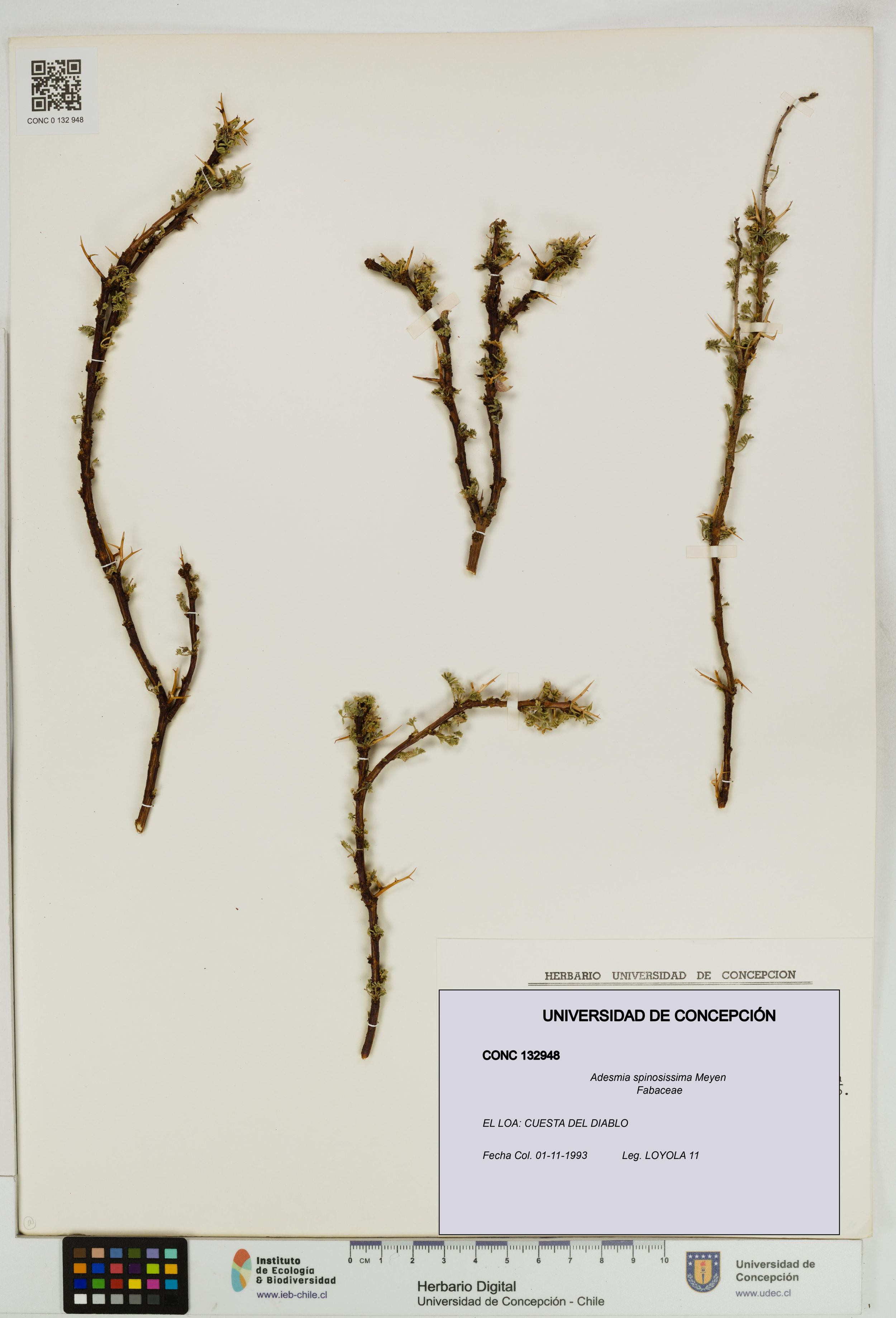 Adesmia spinosissima [Espécimen: ]