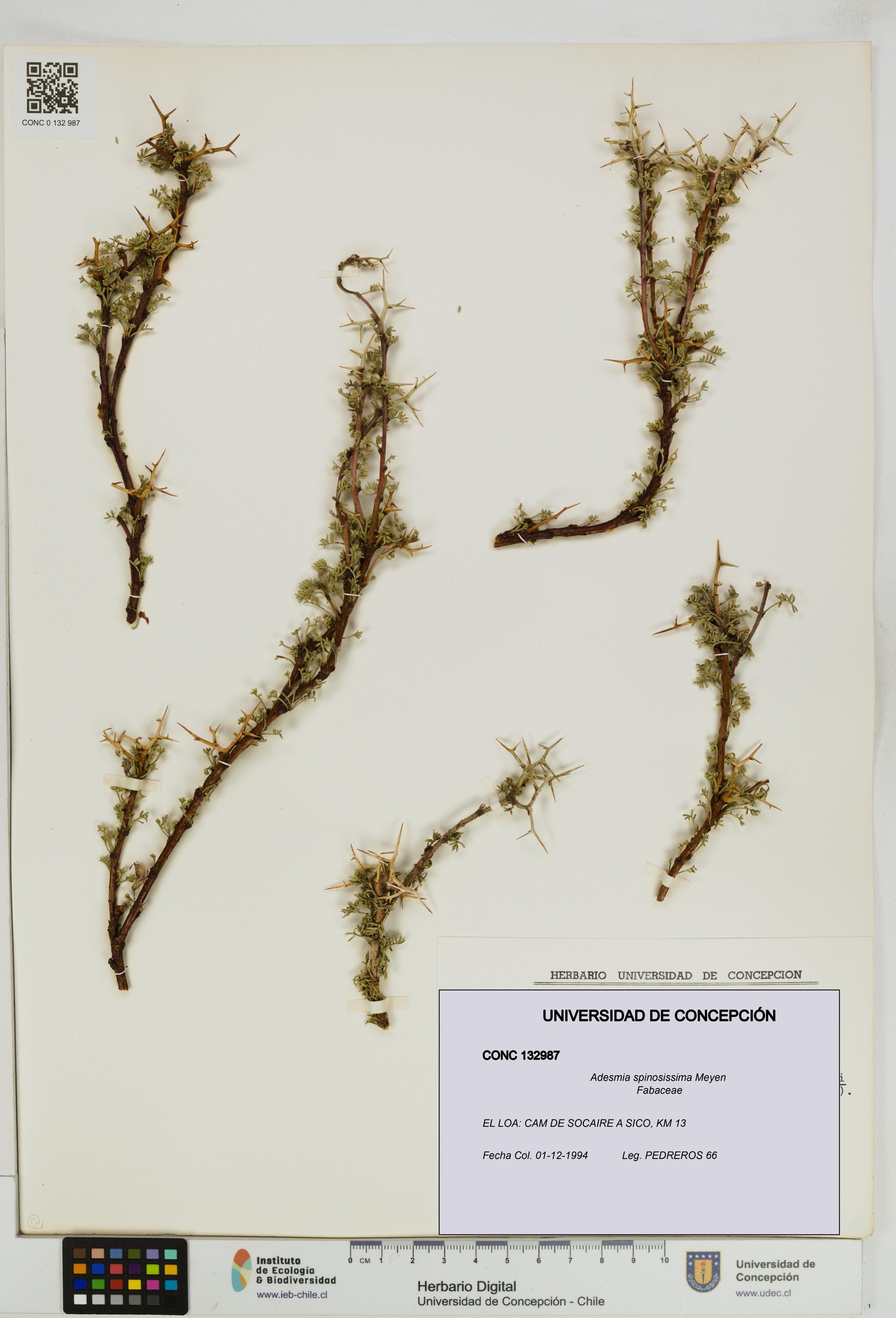 Adesmia spinosissima [Espécimen: ]