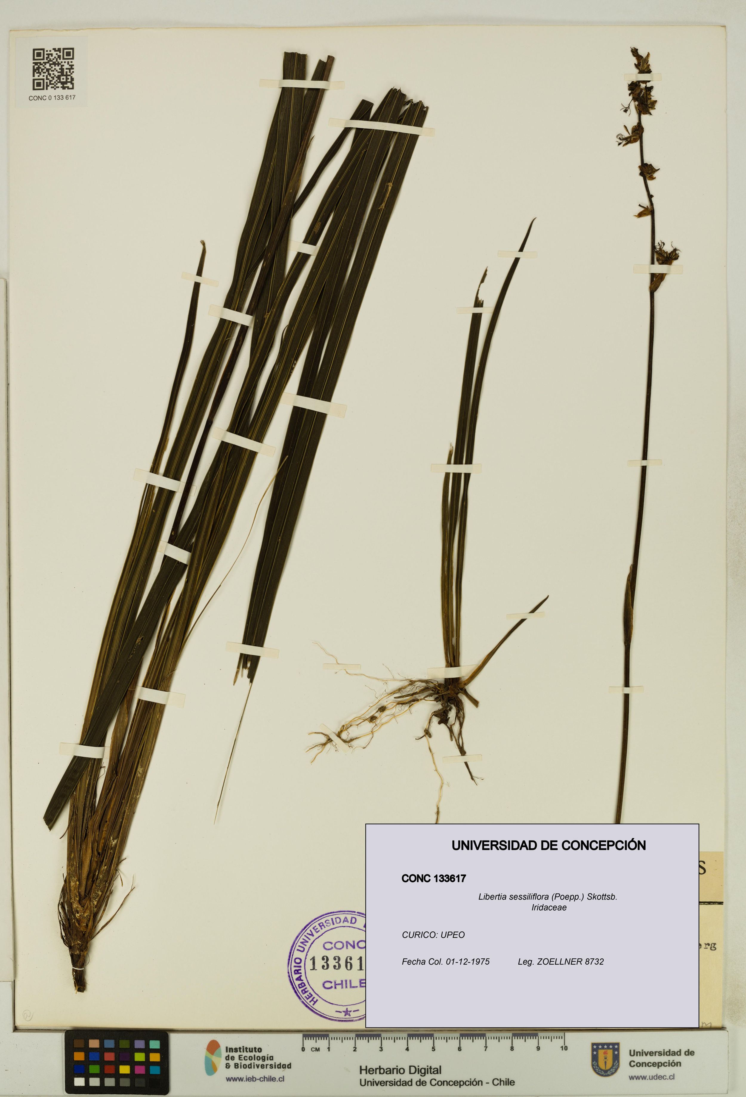 Libertia sessiliflora [Espécimen: ]