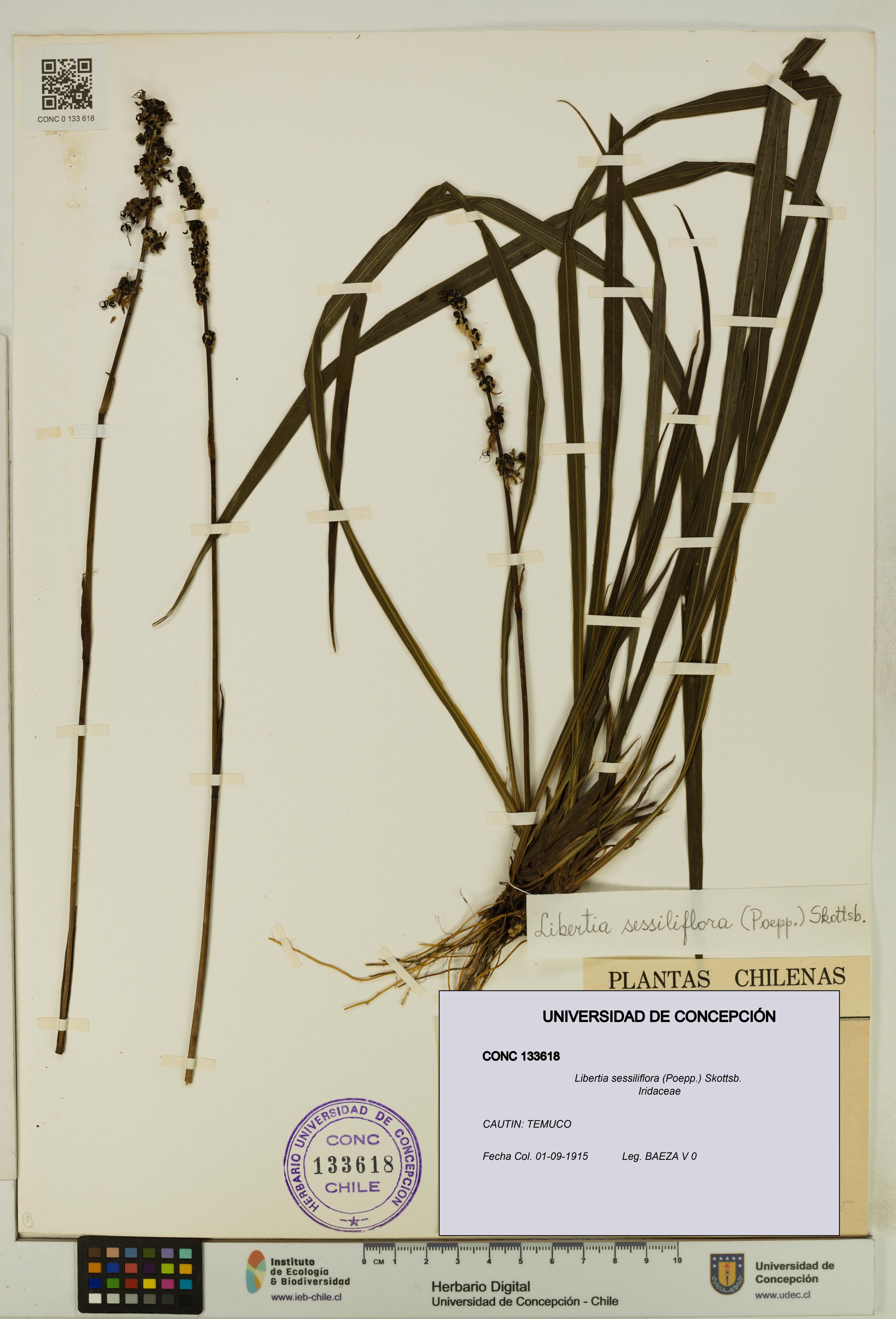 Libertia sessiliflora [Espécimen: ]