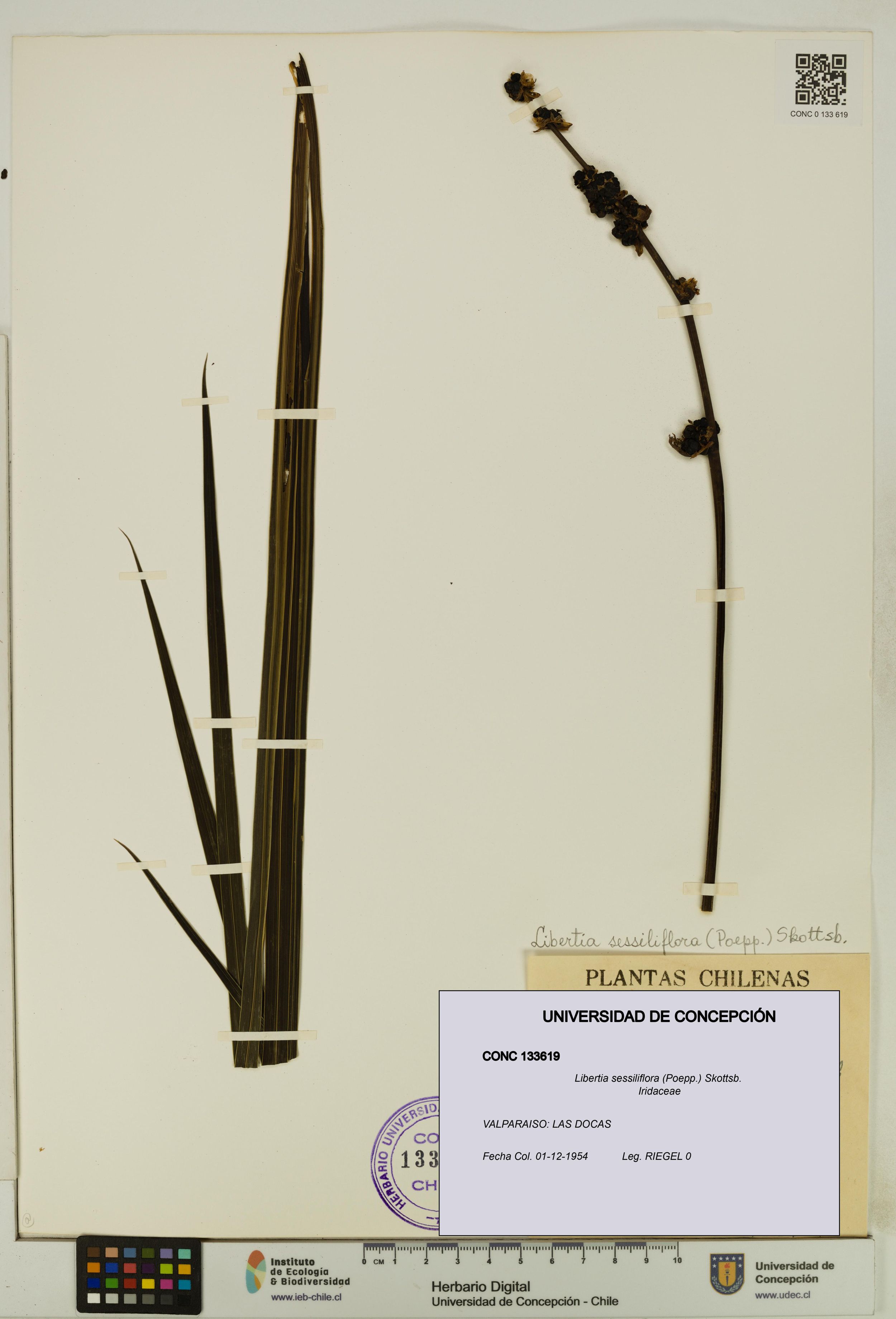 Libertia sessiliflora [Espécimen: ]