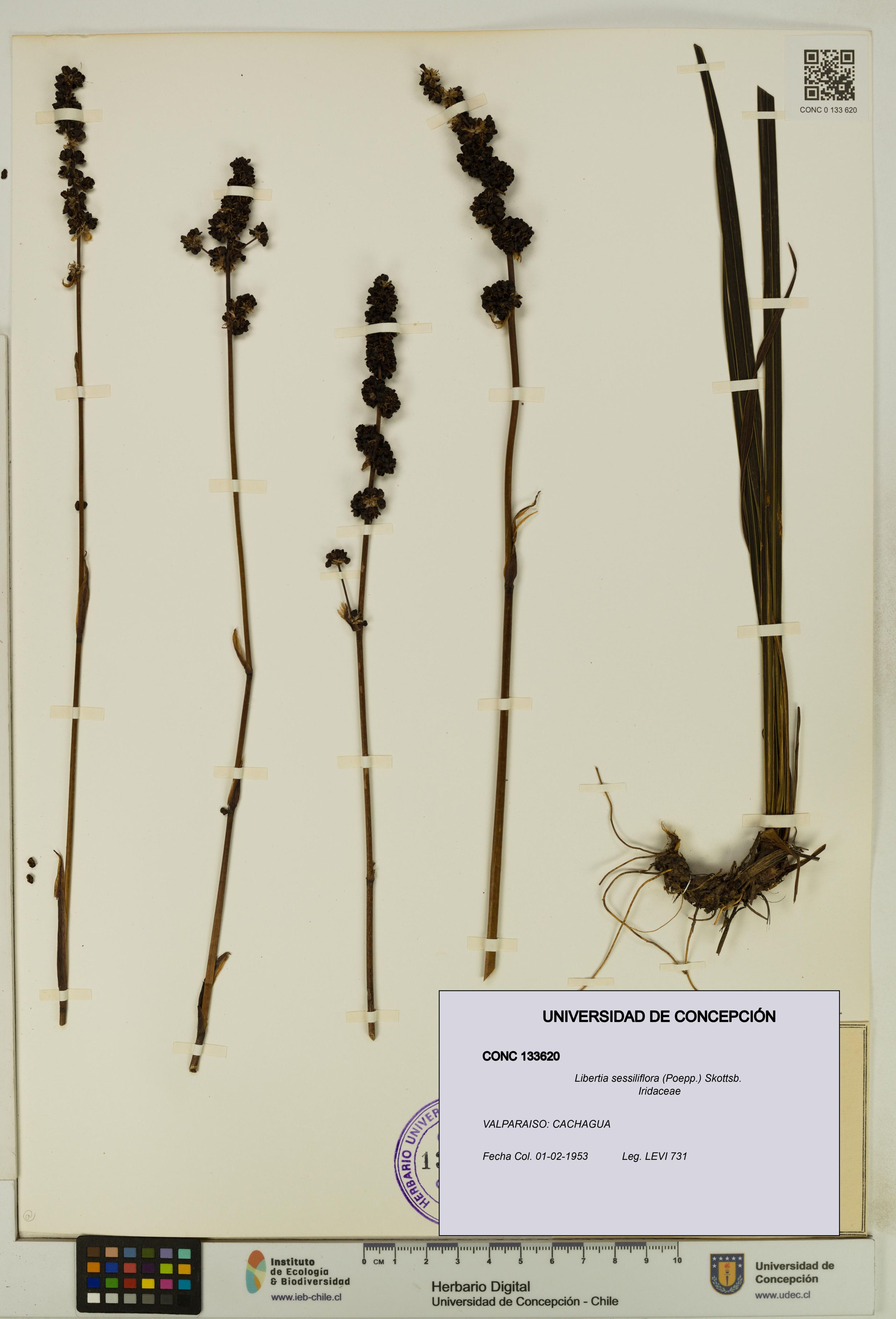 Libertia sessiliflora [Espécimen: ]