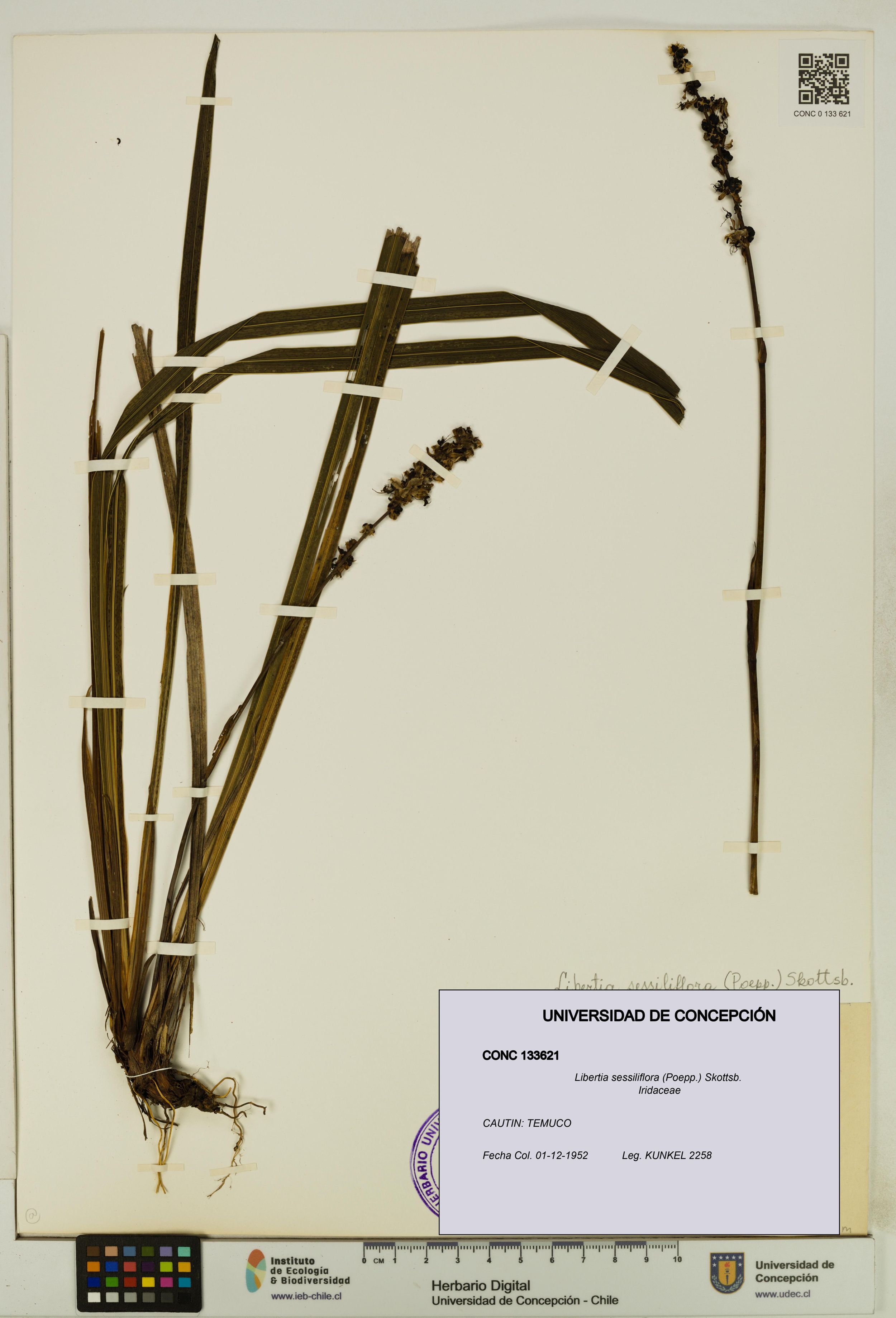 Libertia sessiliflora [Espécimen: ]
