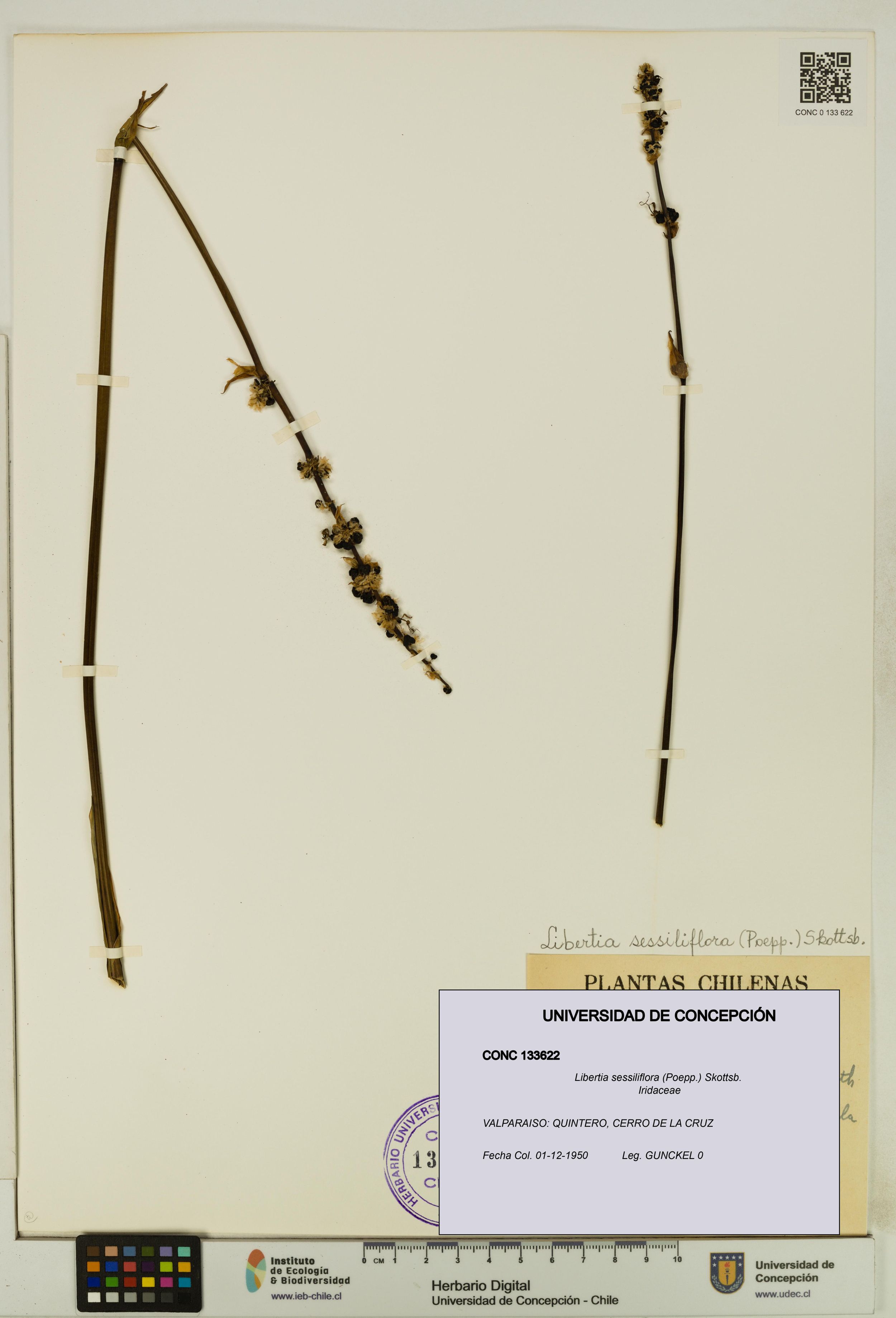 Libertia sessiliflora [Espécimen: ]