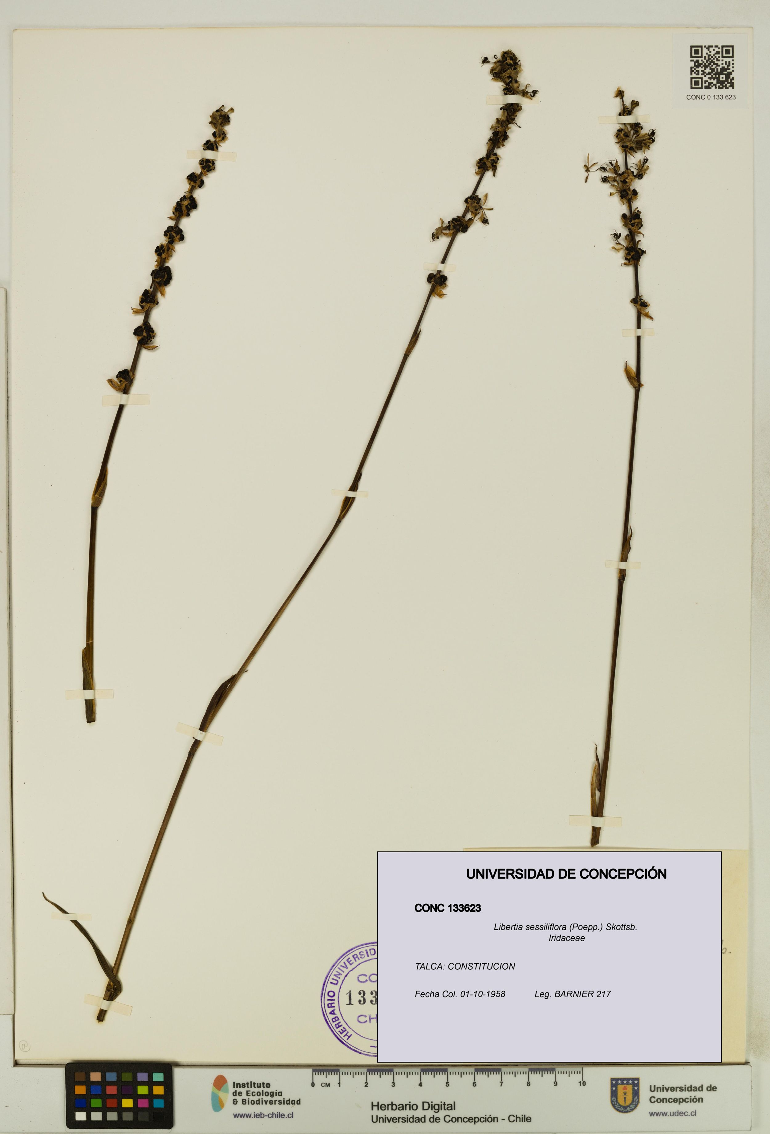 Libertia sessiliflora [Espécimen: ]