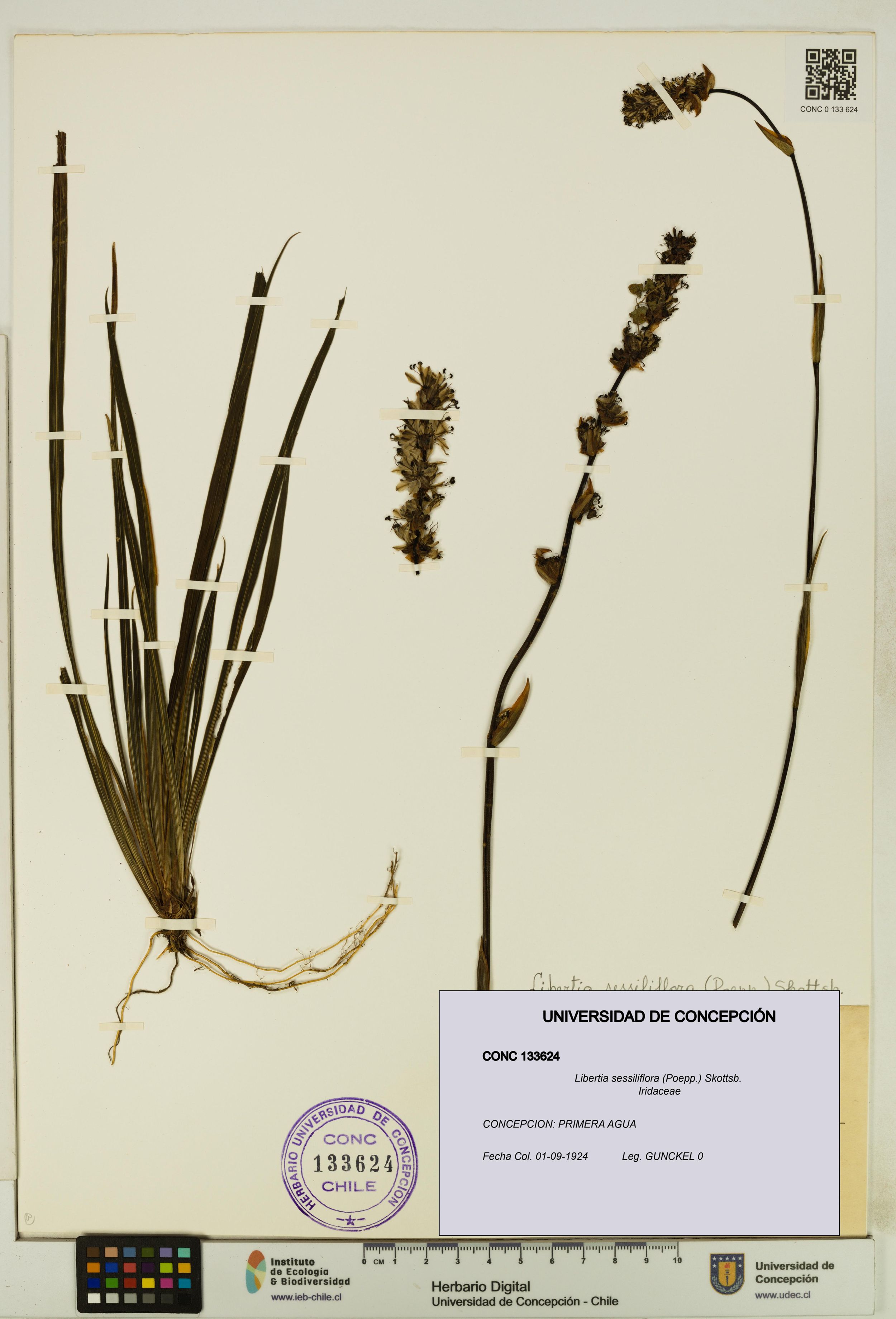 Libertia sessiliflora [Espécimen: ]