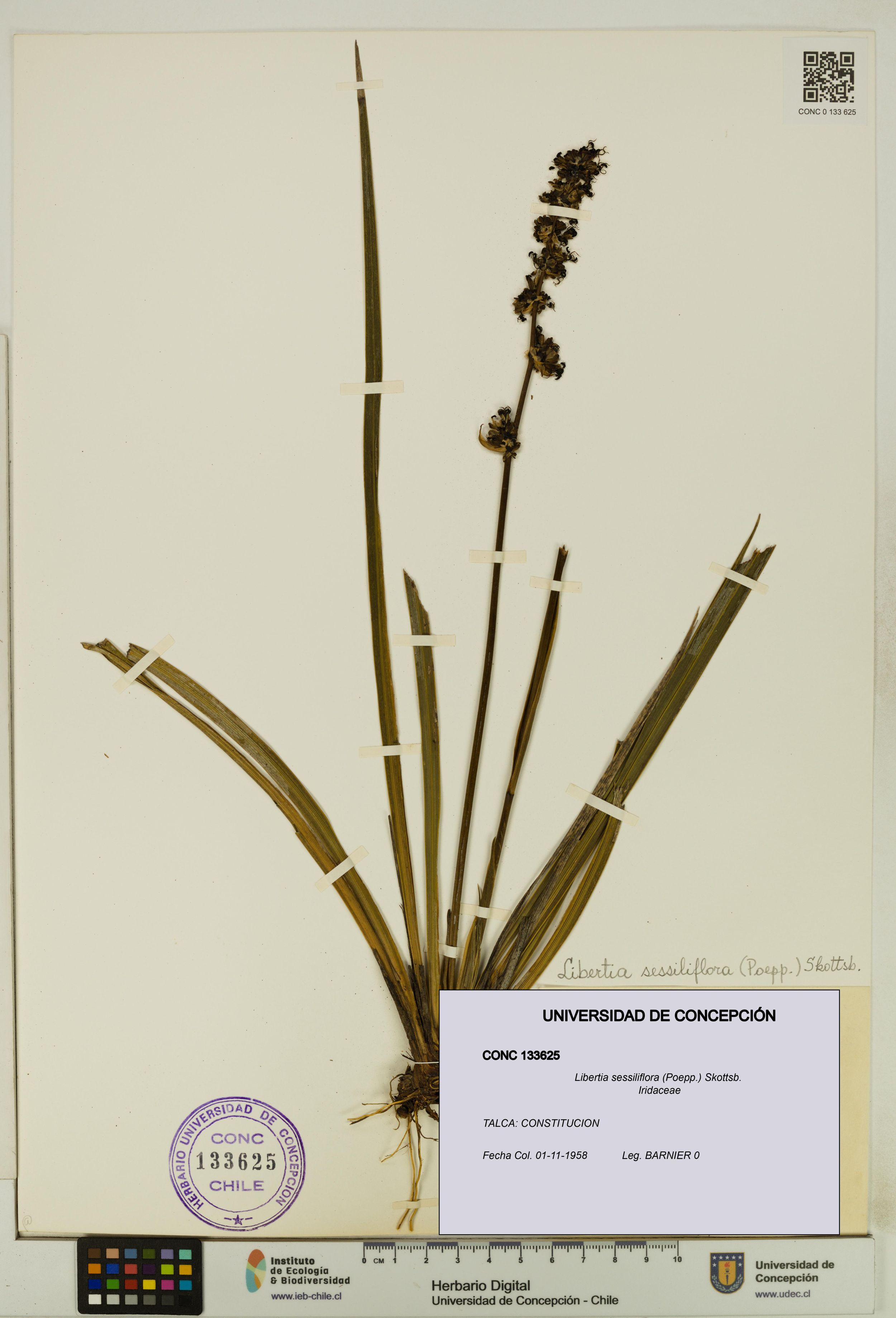 Libertia sessiliflora [Espécimen: ]