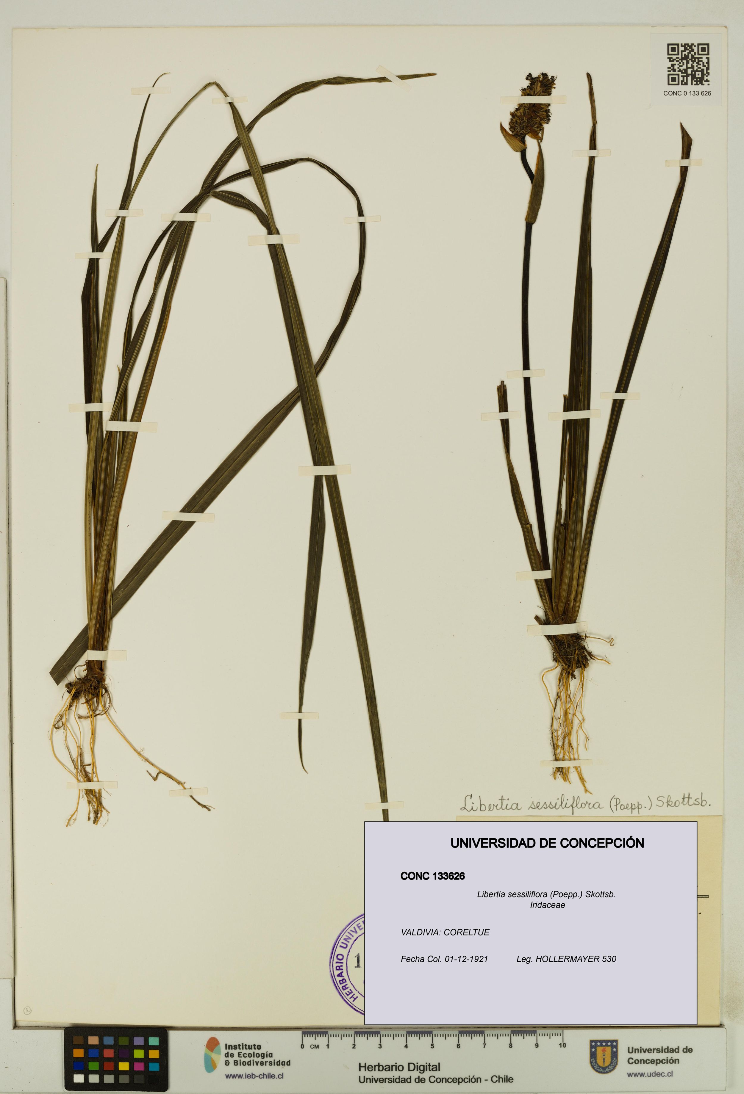 Libertia sessiliflora [Espécimen: ]