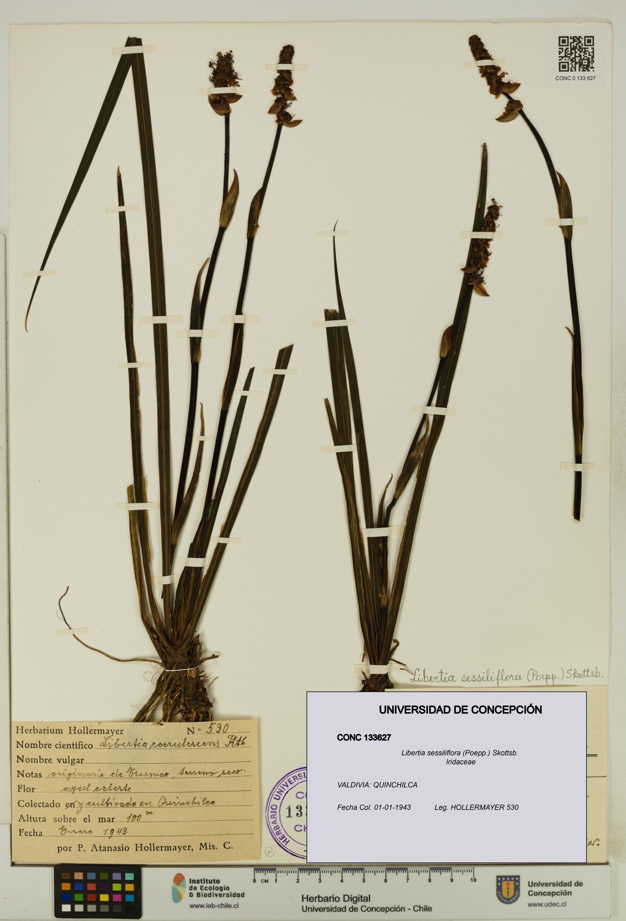 Libertia sessiliflora [Espécimen: ]