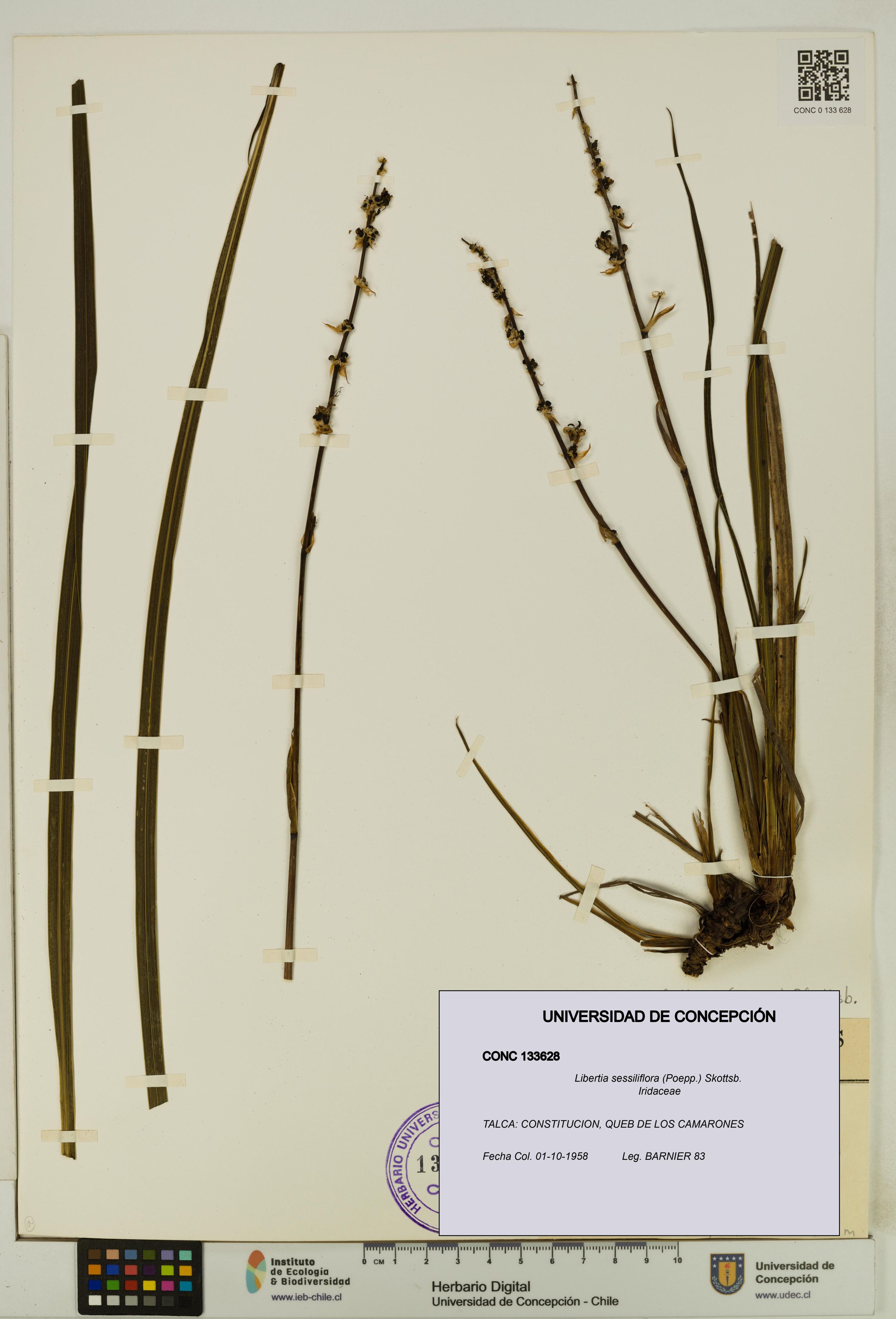 Libertia sessiliflora [Espécimen: ]