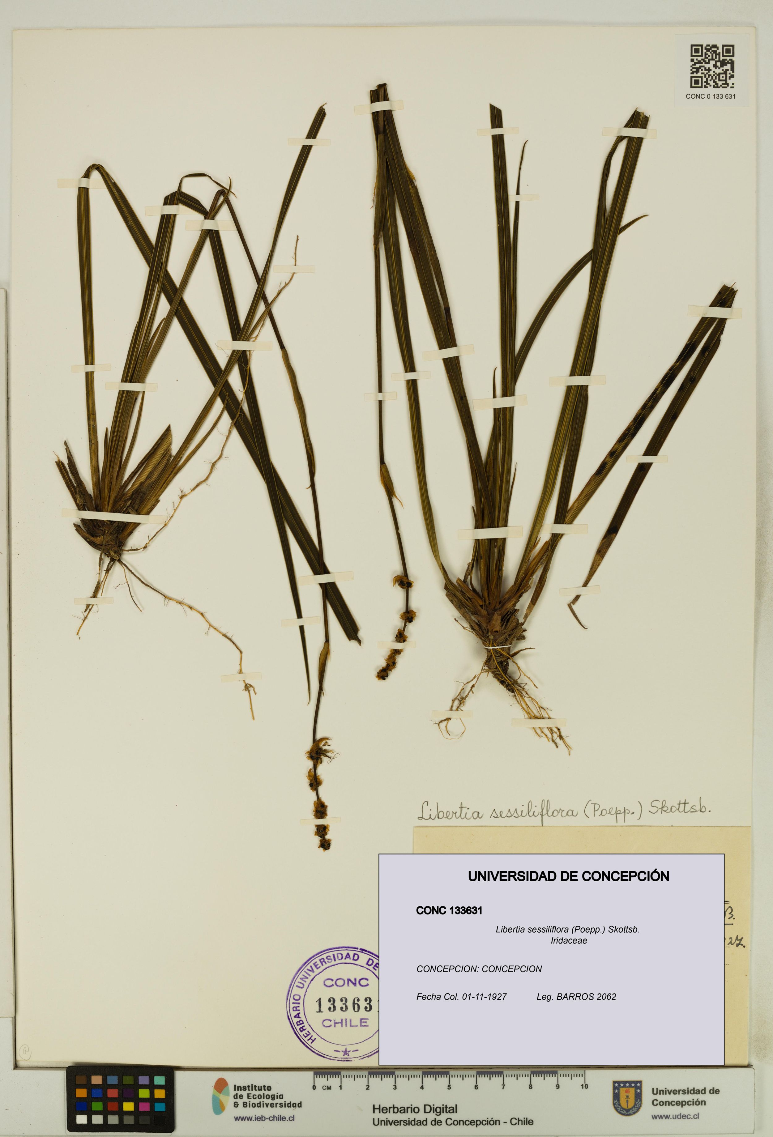 Libertia sessiliflora [Espécimen: ]
