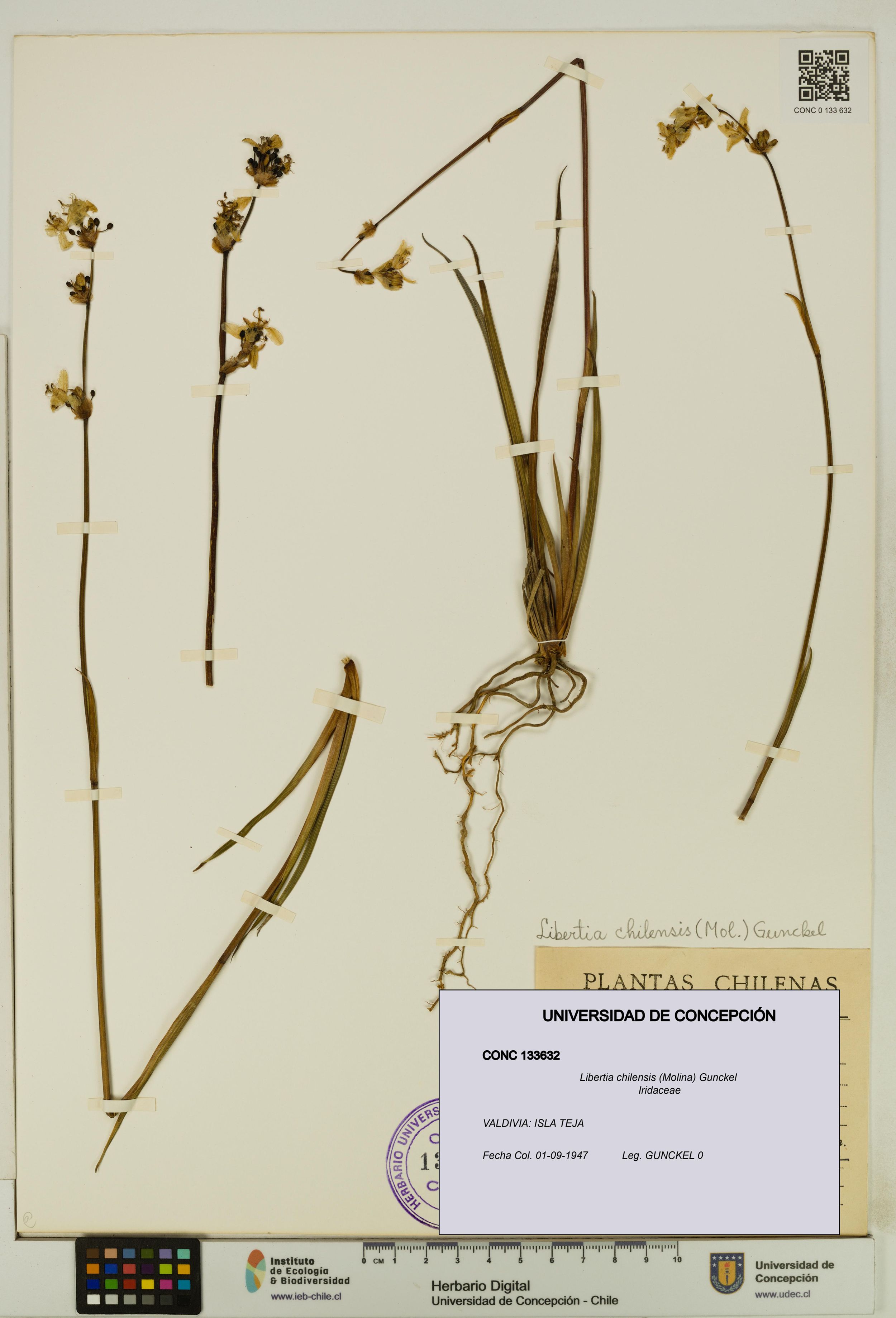 Libertia chilensis [Espécimen: ]