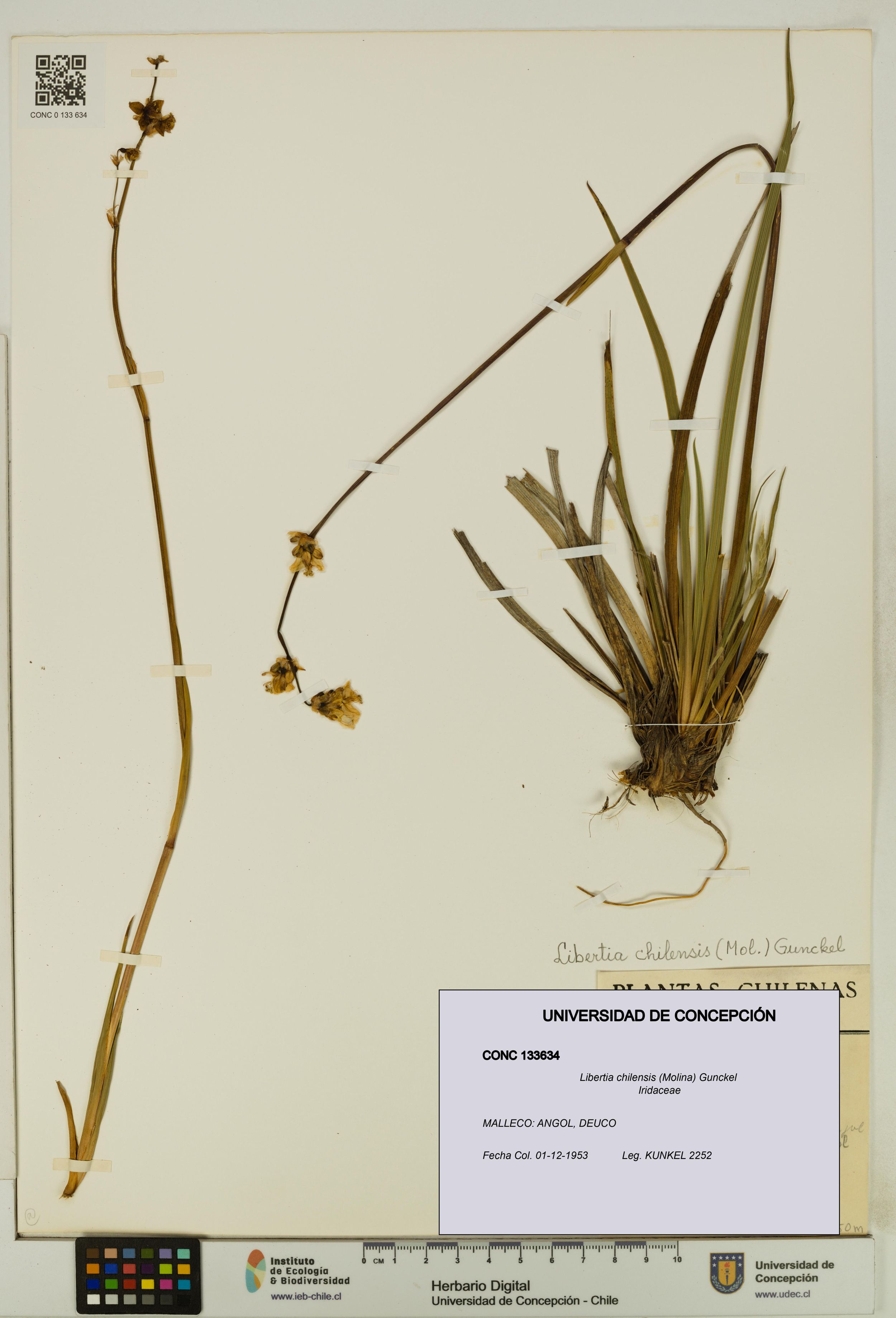 Libertia chilensis [Espécimen: ]