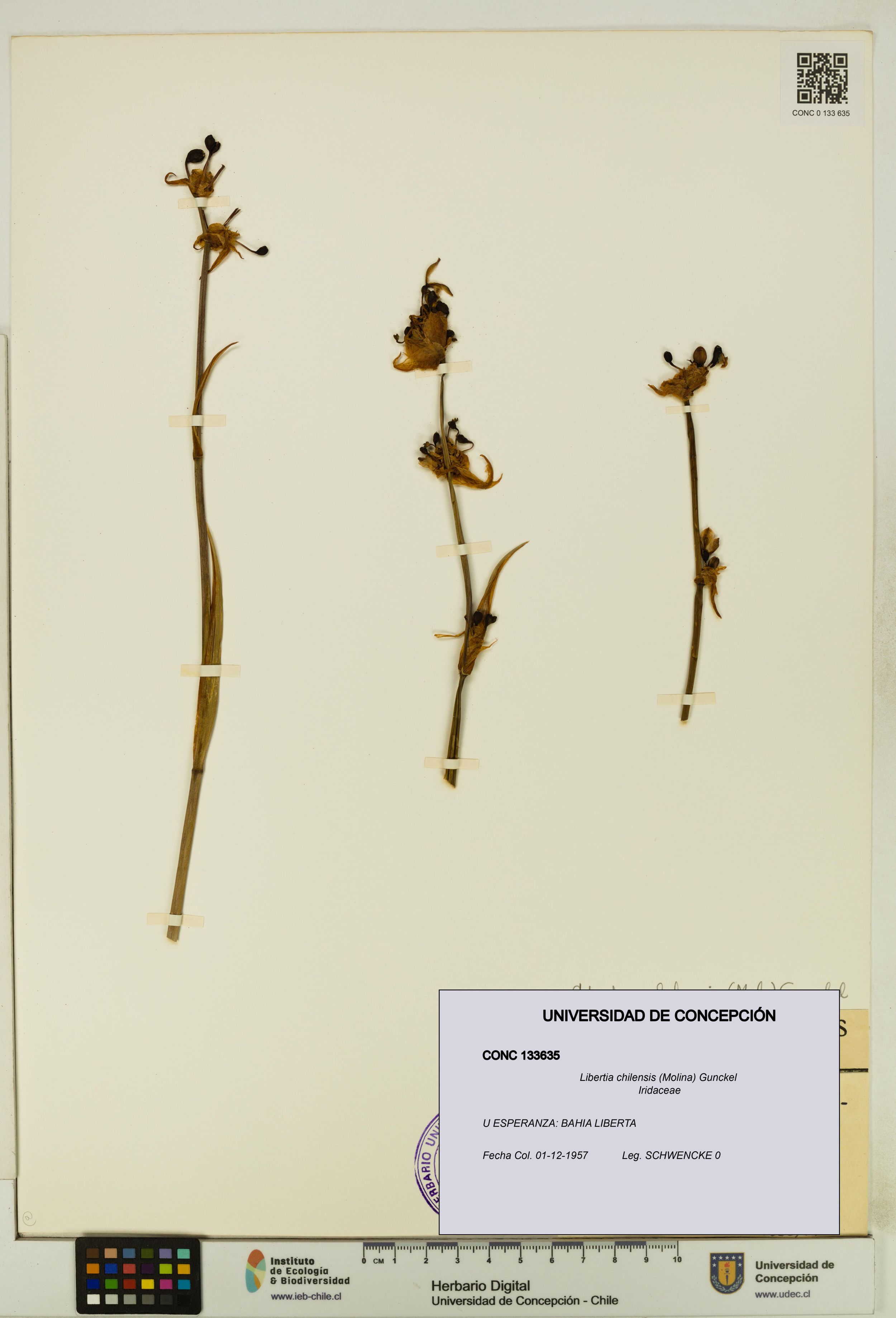 Libertia chilensis [Espécimen: ]