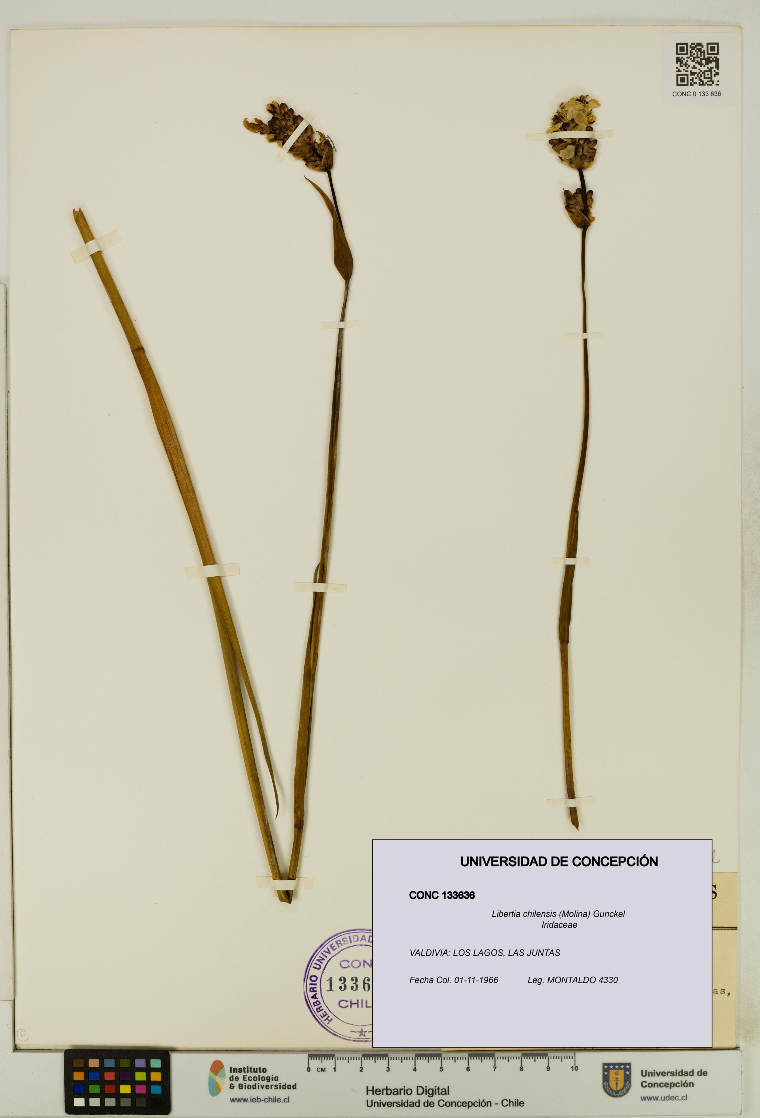 Libertia chilensis [Espécimen: ]