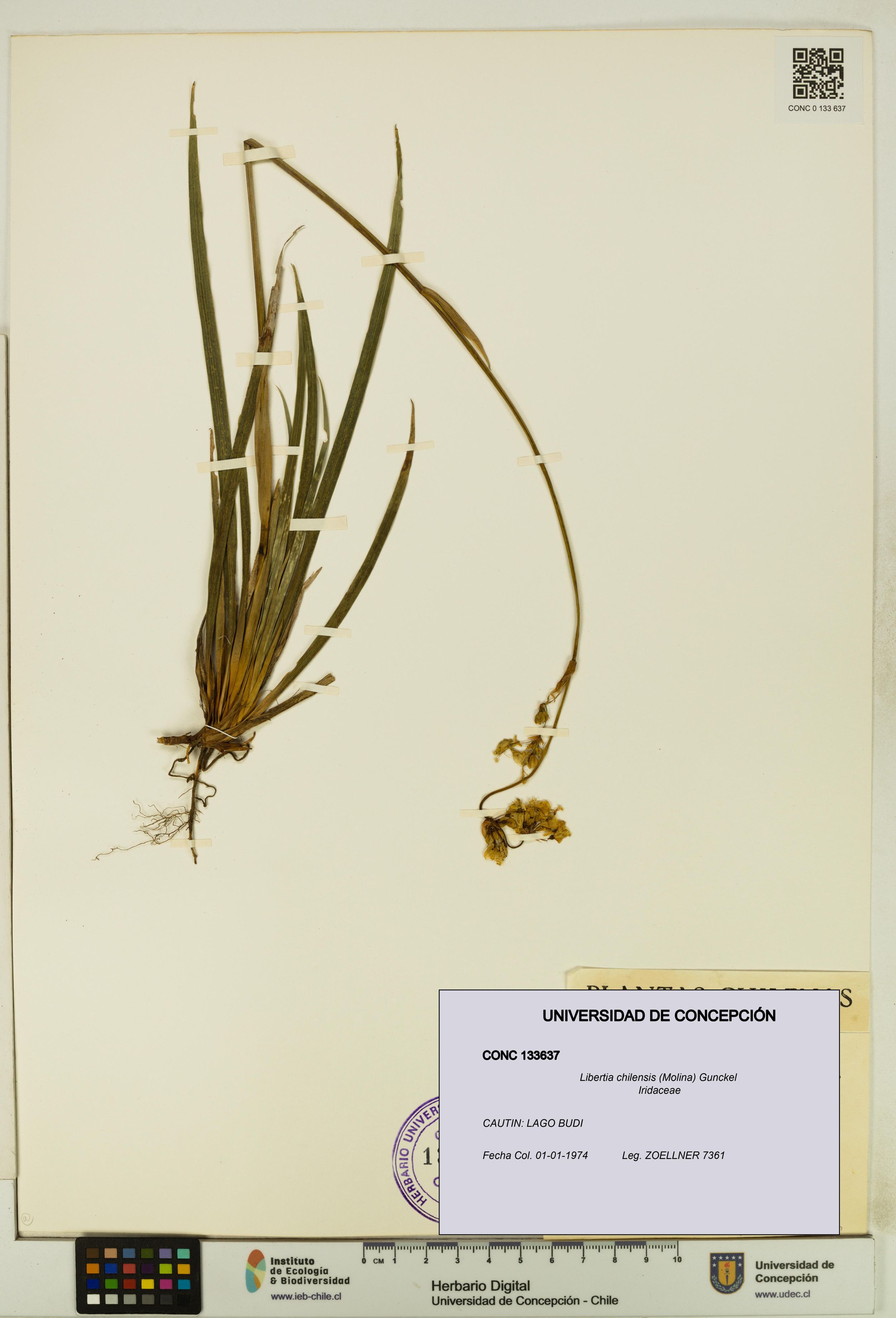 Libertia chilensis [Espécimen: ]