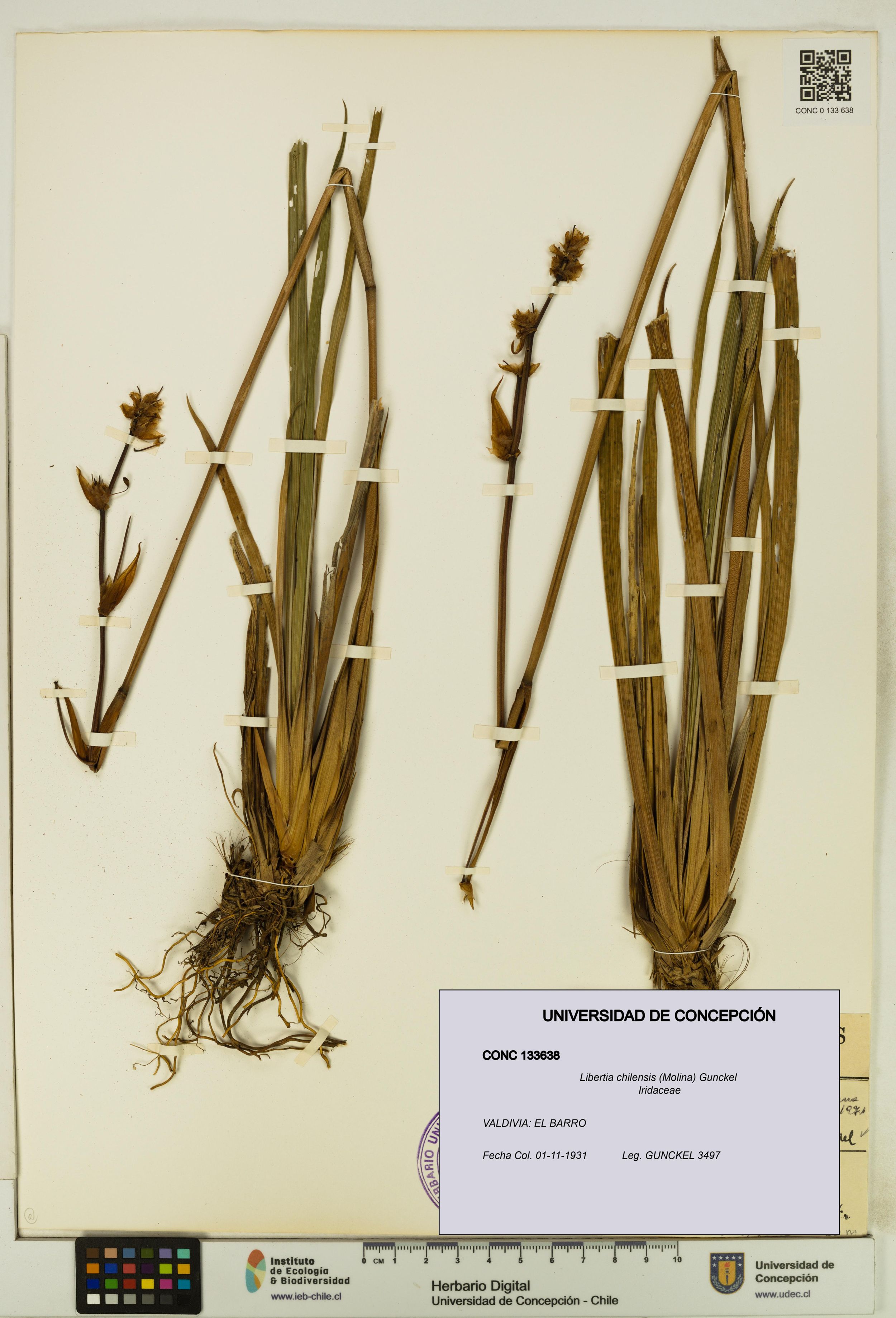 Libertia chilensis [Espécimen: ]